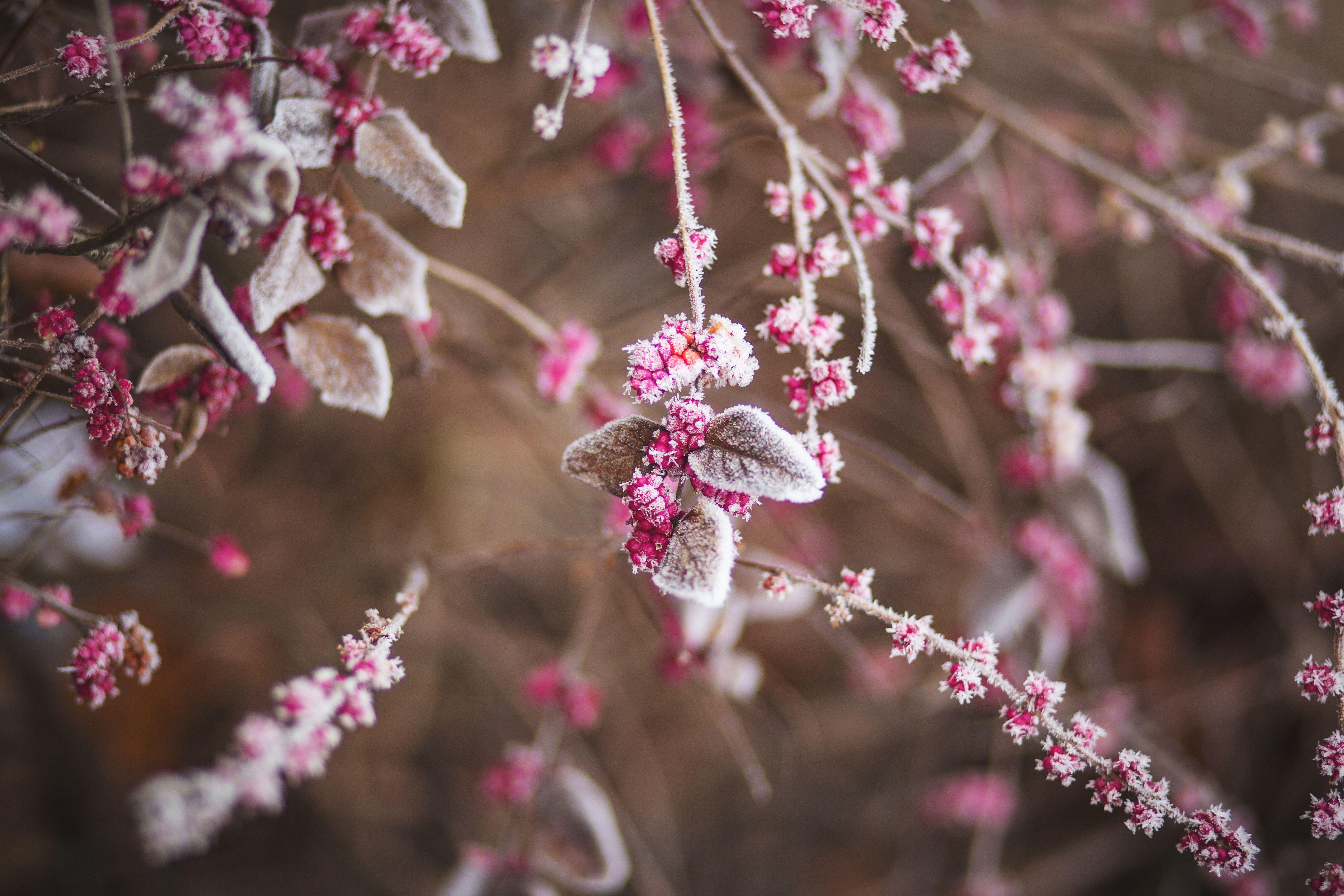 5472x3648 Download wallpaper 5472x3648 branch, flowers, hoarfrost, snow HD