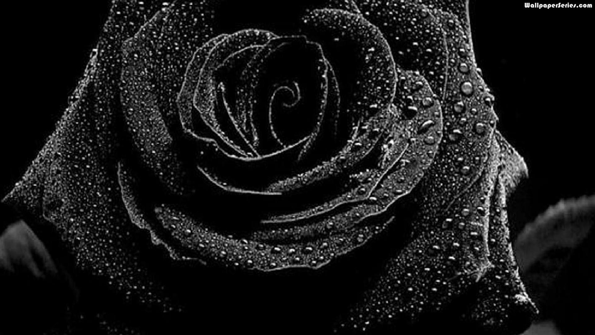 63 Best Free Black Rose Wallpapers WallpaperAccess
