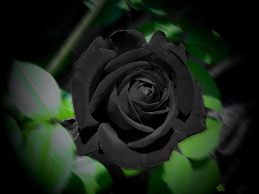 Picture rose single free black Single flower