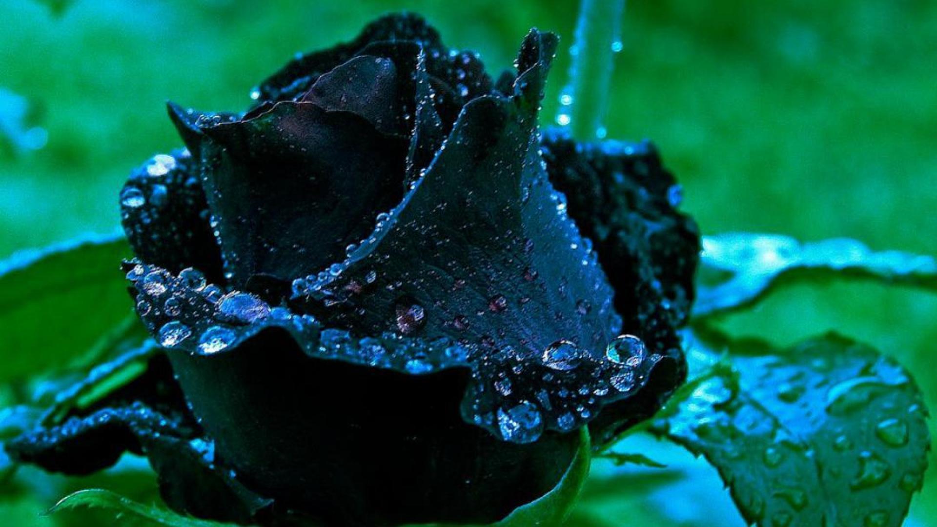 Hình nền hoa hồng đen - Top Những Hình Ảnh Đẹp