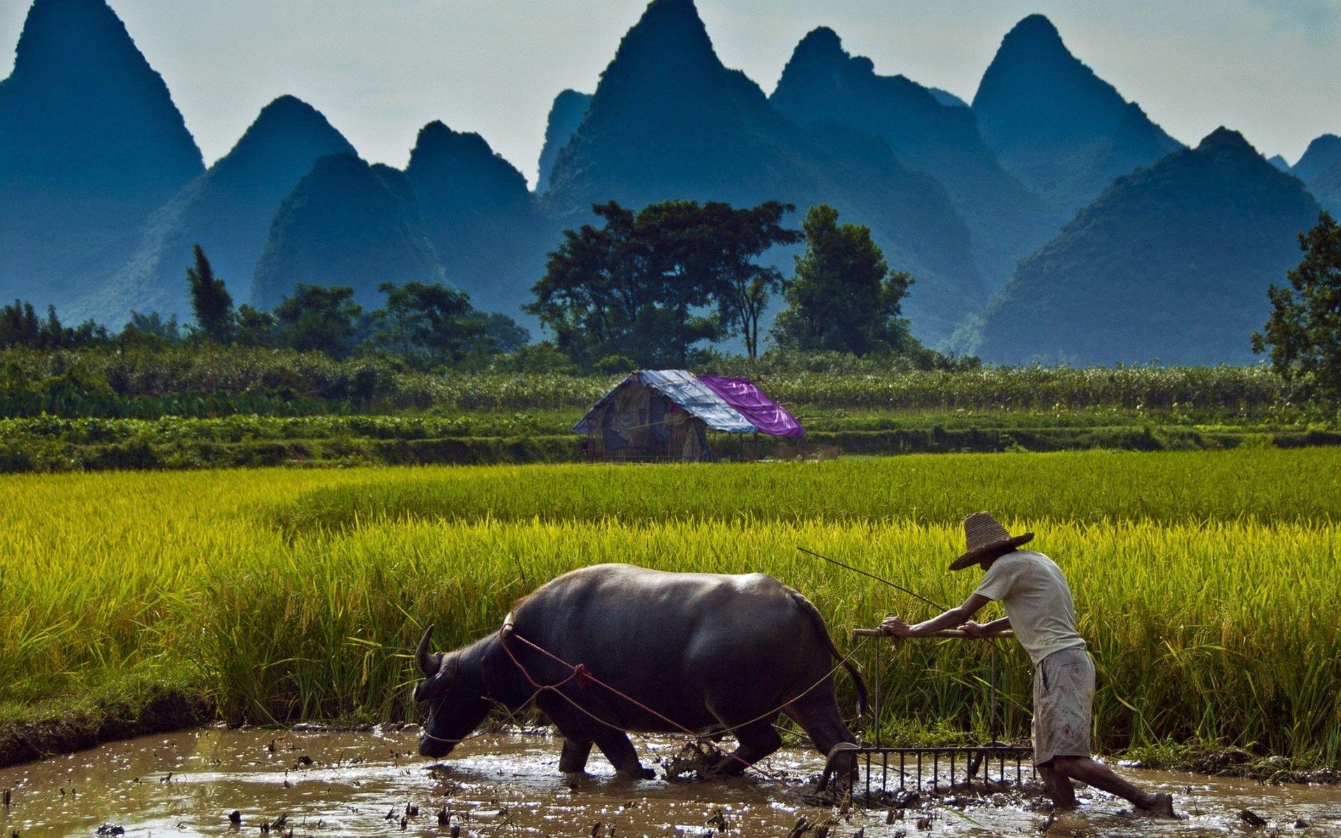 1920x1200 Asian Background Wallpaper