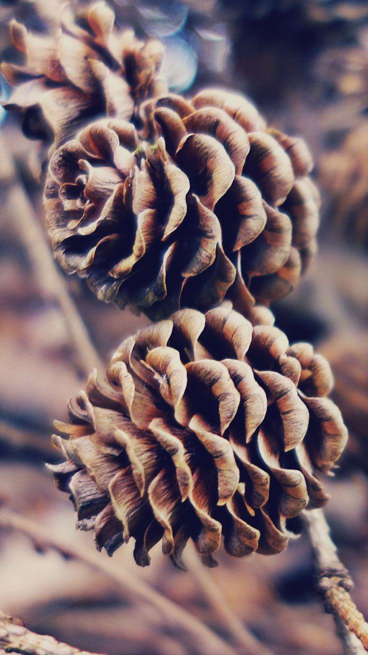 736x1308 Free Autumn Inspired iPhone 7 Plus Wallpaper. Nice