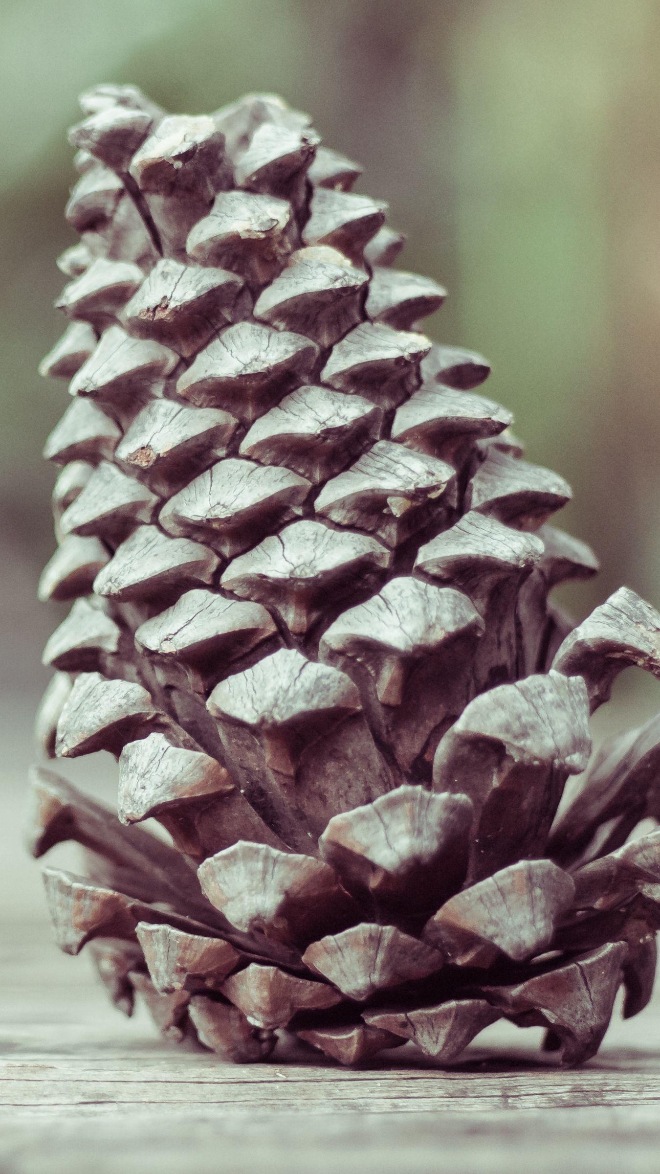 1350x2400 Download wallpaper 1350x2400 pine cone, shape, cone iphone 8+/7+/6s+