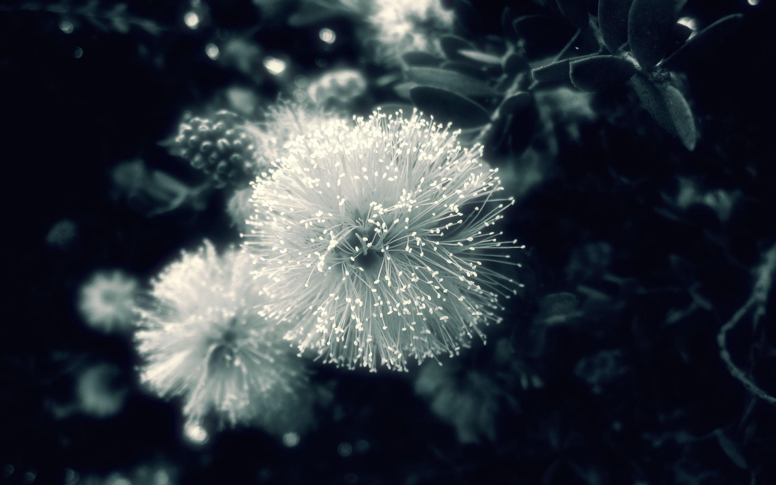 2560x1600 Black and white strange flower wallpaperx1600