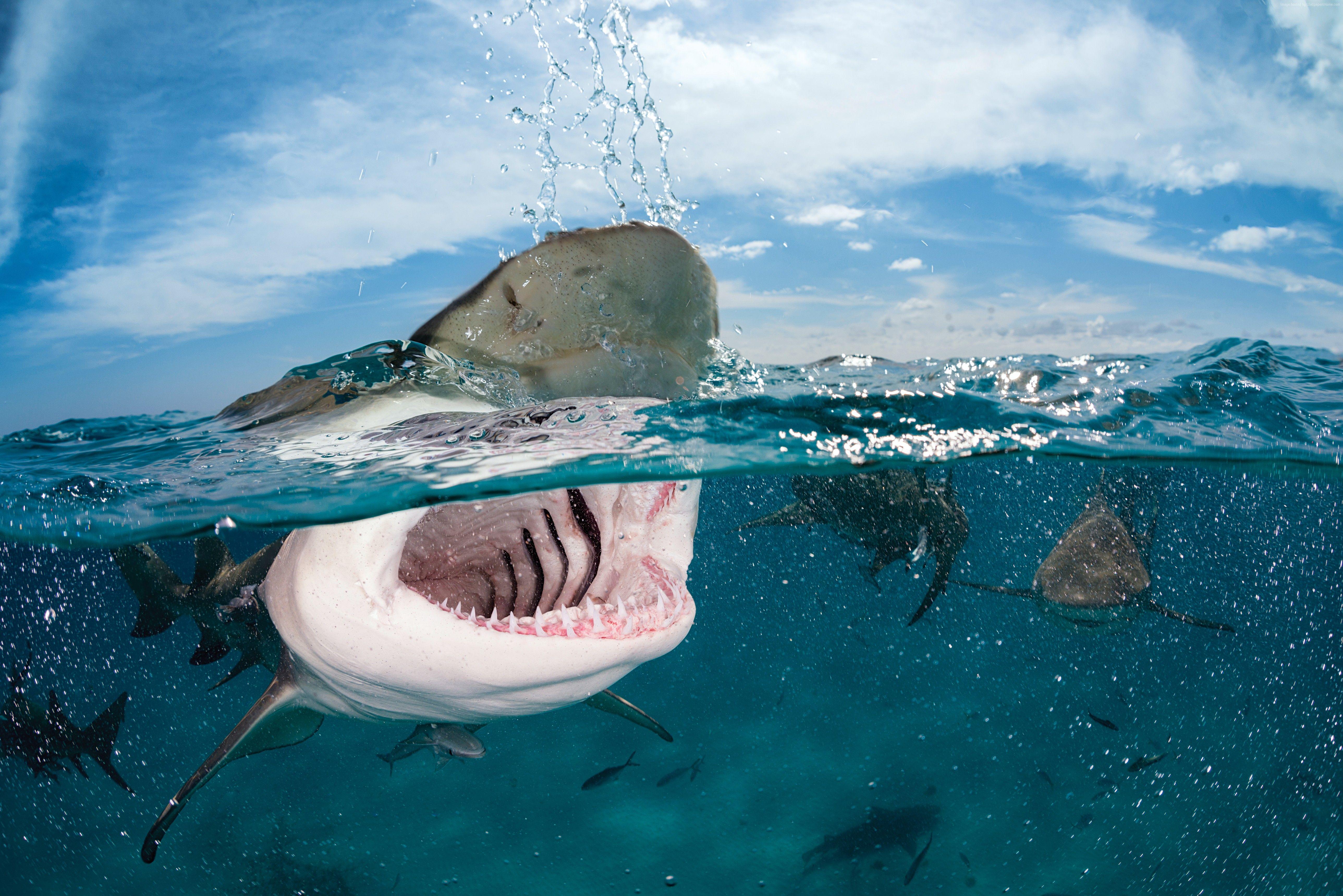 5152x3438 4k Wallpaper Shark Indian Caribbean Atlantic Ocean