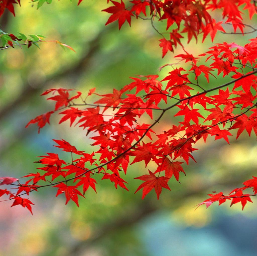 Japanese Maple Wallpapers - Top Free Japanese Maple Backgrounds ...