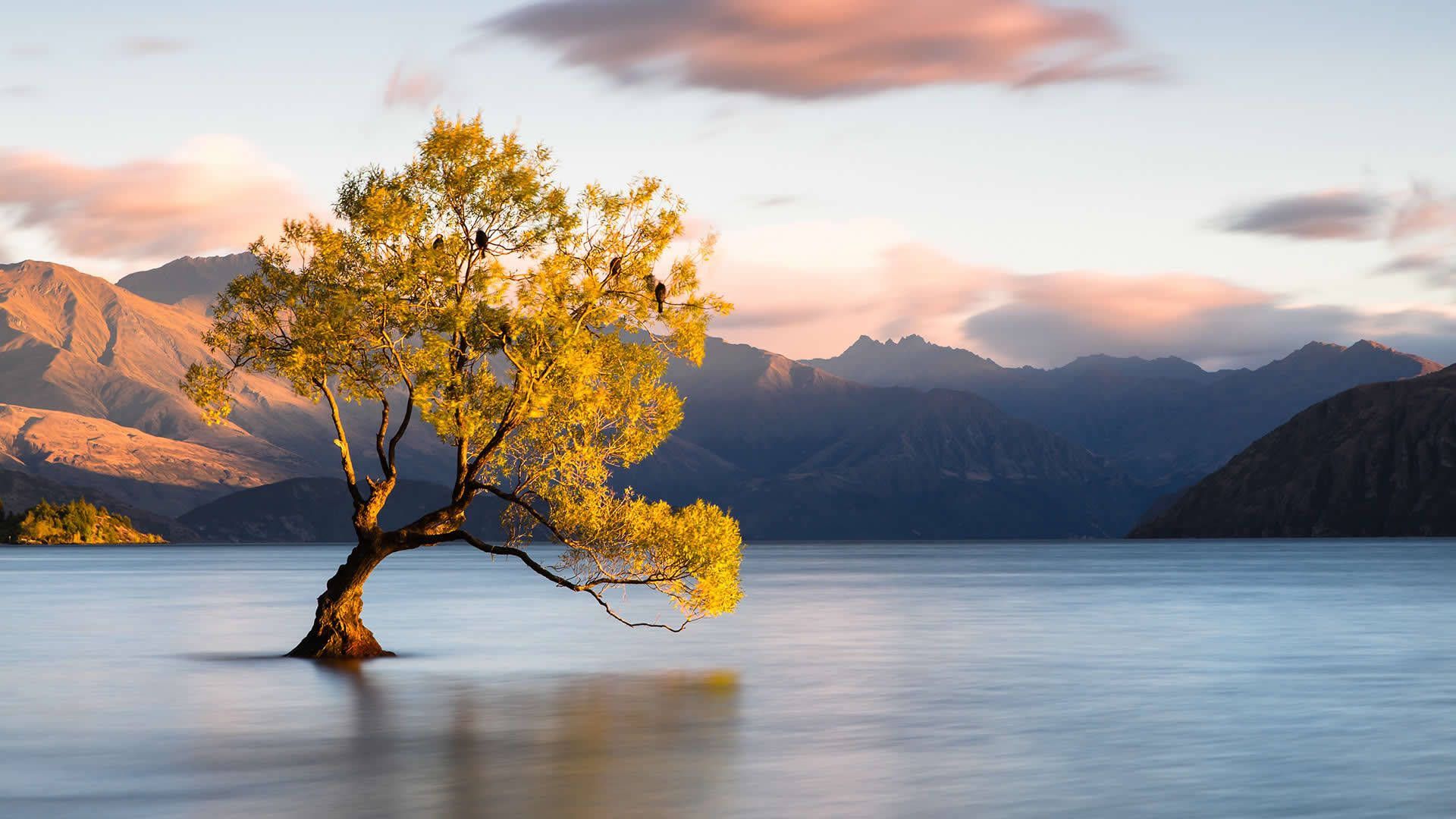 1920x1080 Download Wanaka Tree In New Zealand Wallpaper