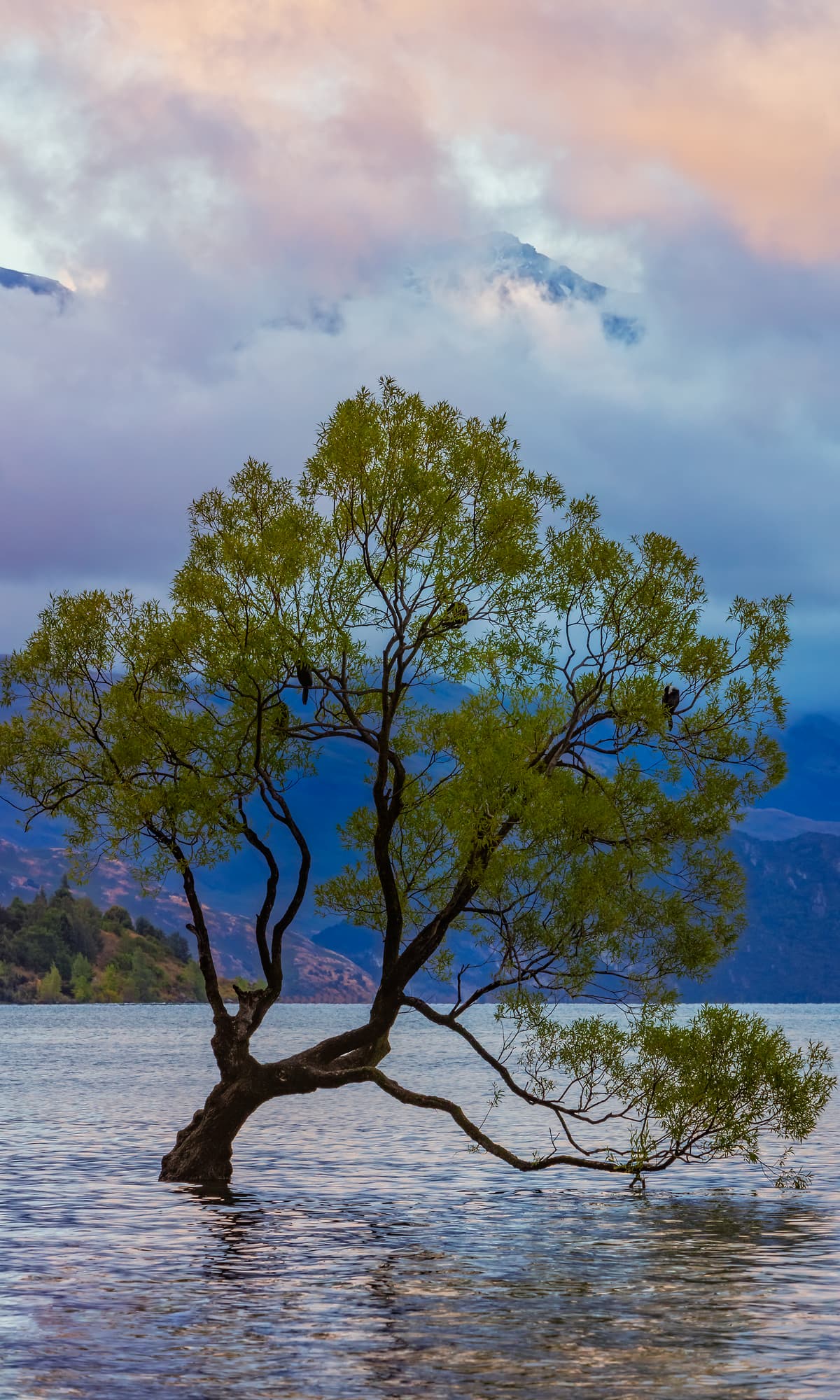 1200x2000 Art photo of trees
