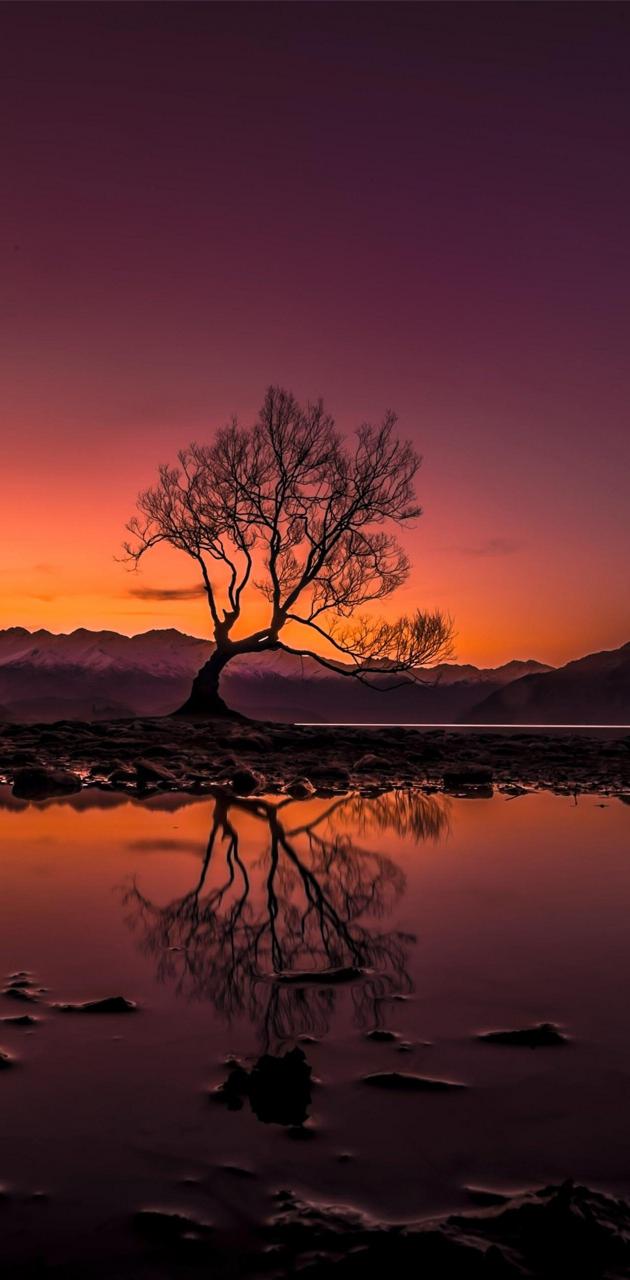 630x1280 Wanaka tree wallpaper