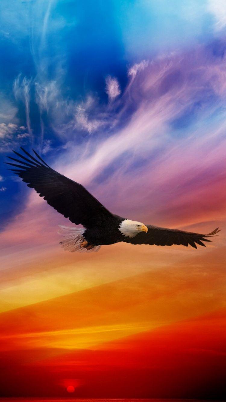 750x1334 Обои iPhone wallpaper. Обои iPhone wallpaper. Eagle wallpaper