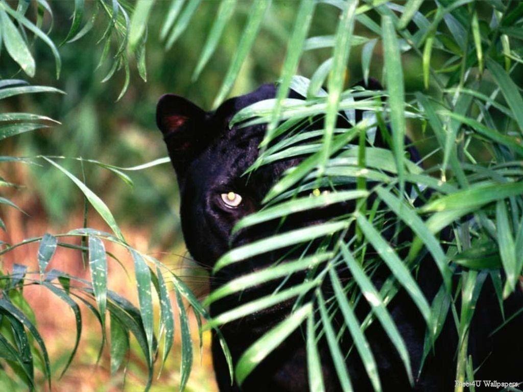 1024x768 Black Panther Animals Wallpaper