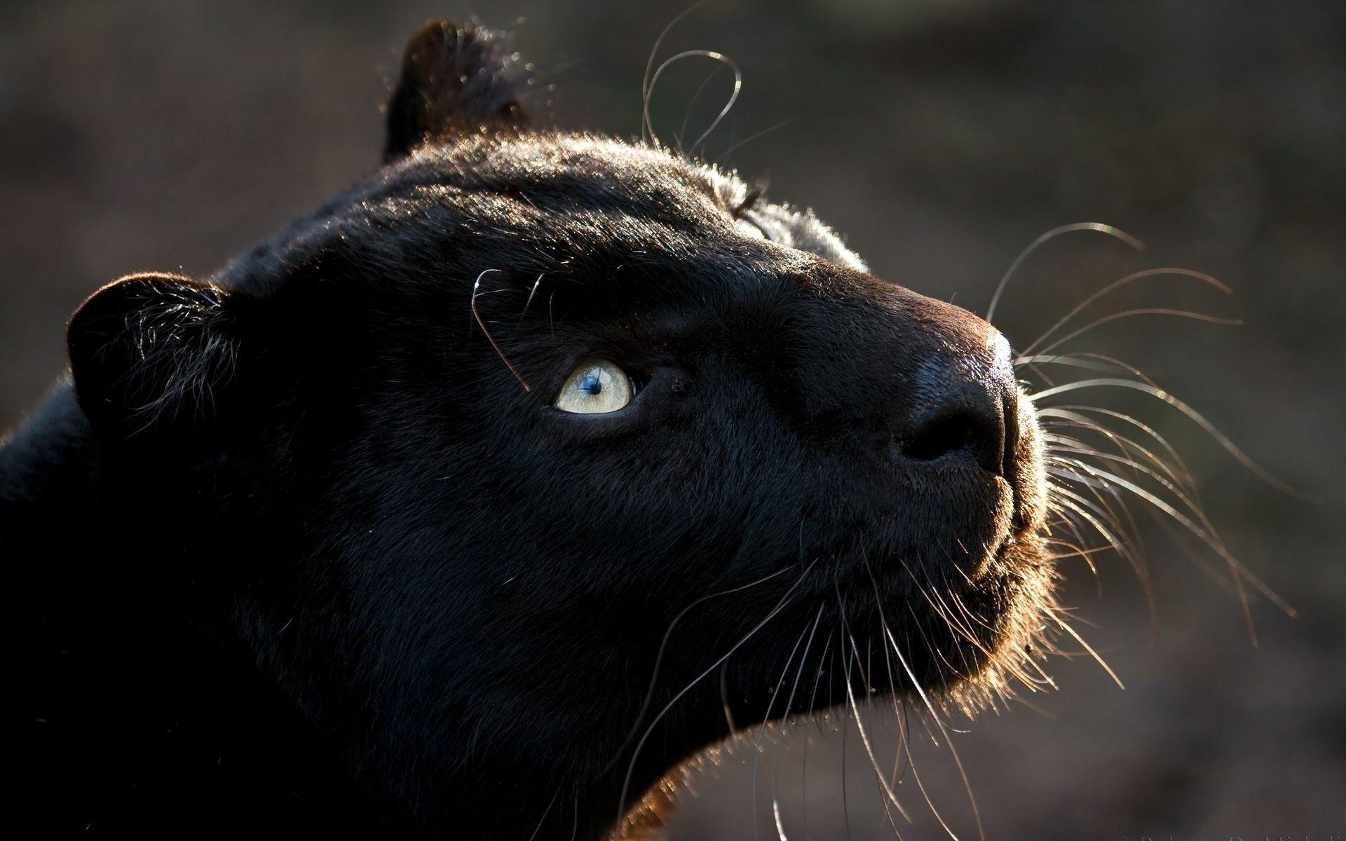 1920x1200 Black Jaguar Wallpaper