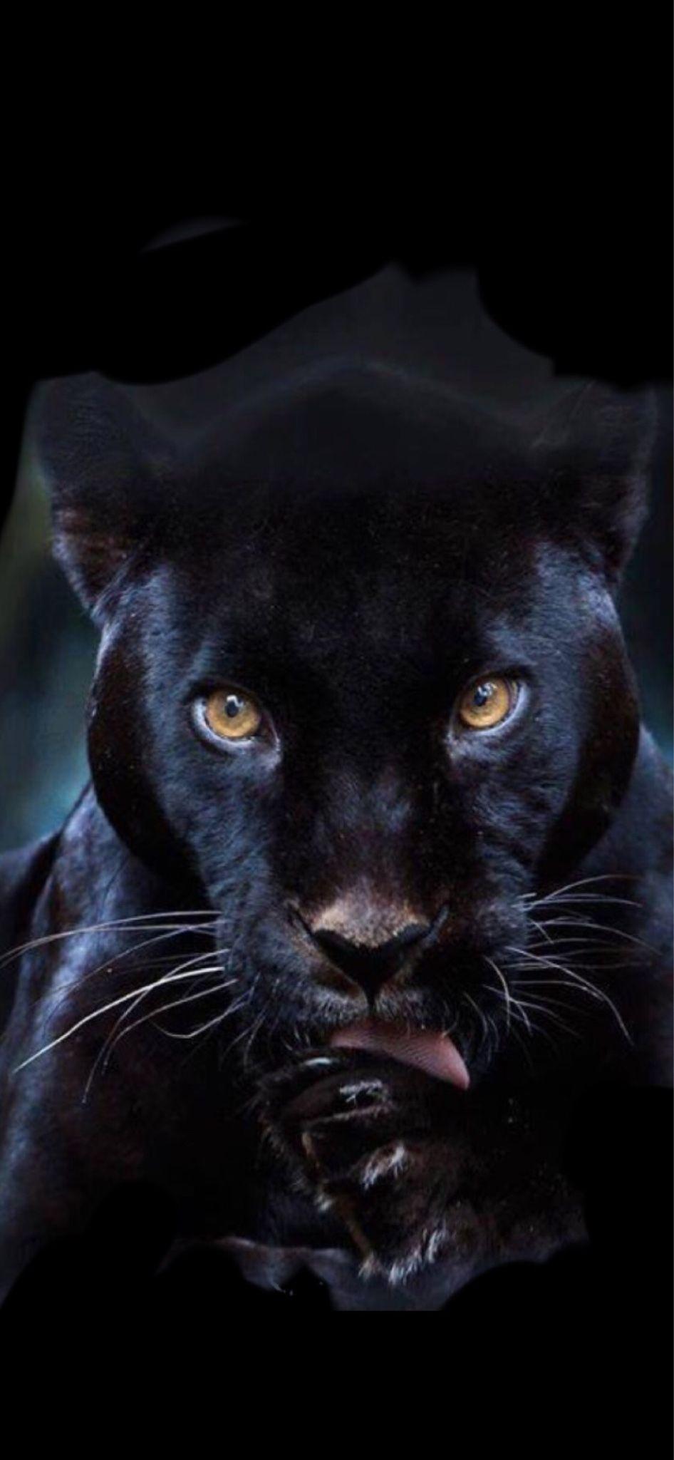  Black  Panther  Face Wallpapers  Top Free Black  Panther  