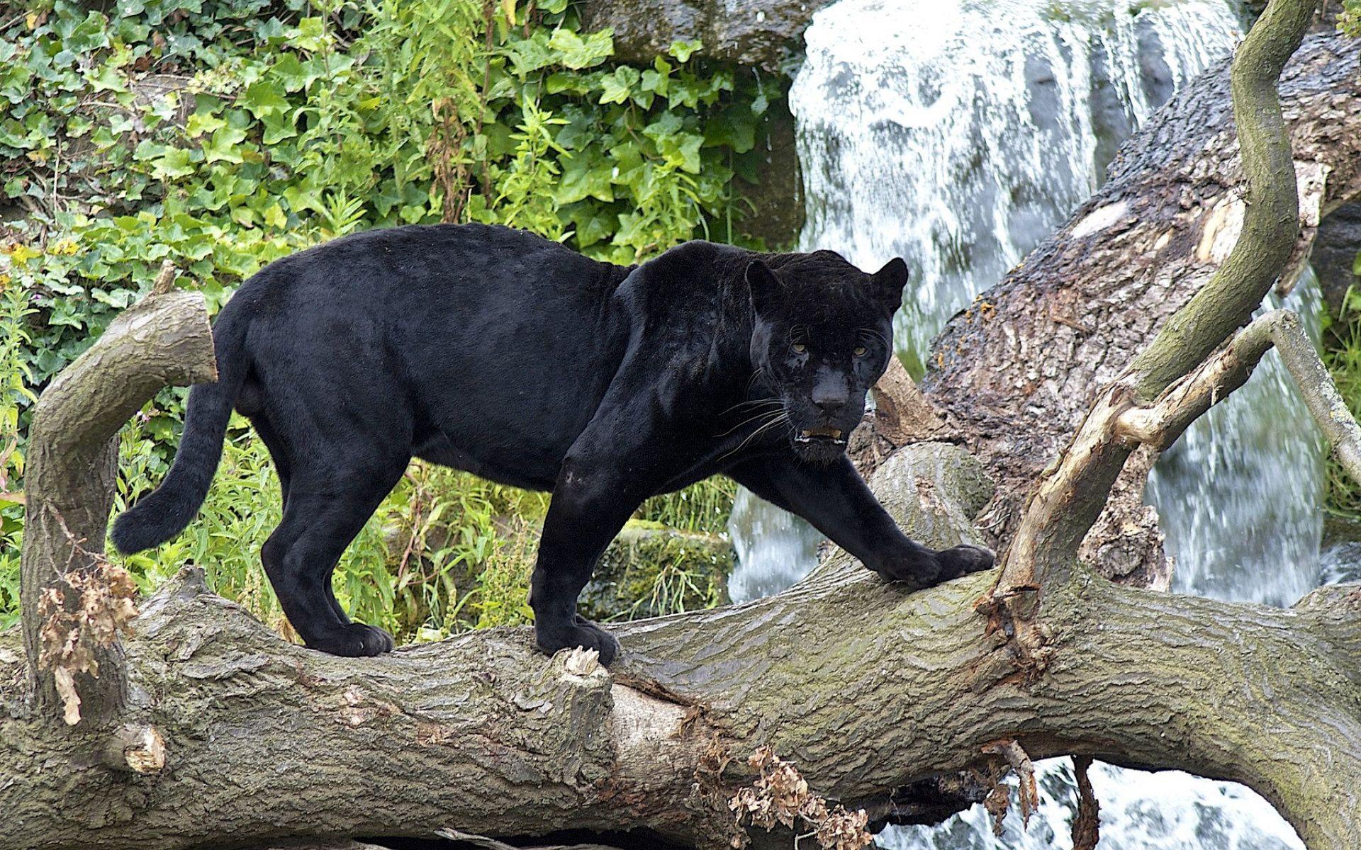 Jumping Black Panther Animal Wallpapers - Top Free Jumping Black