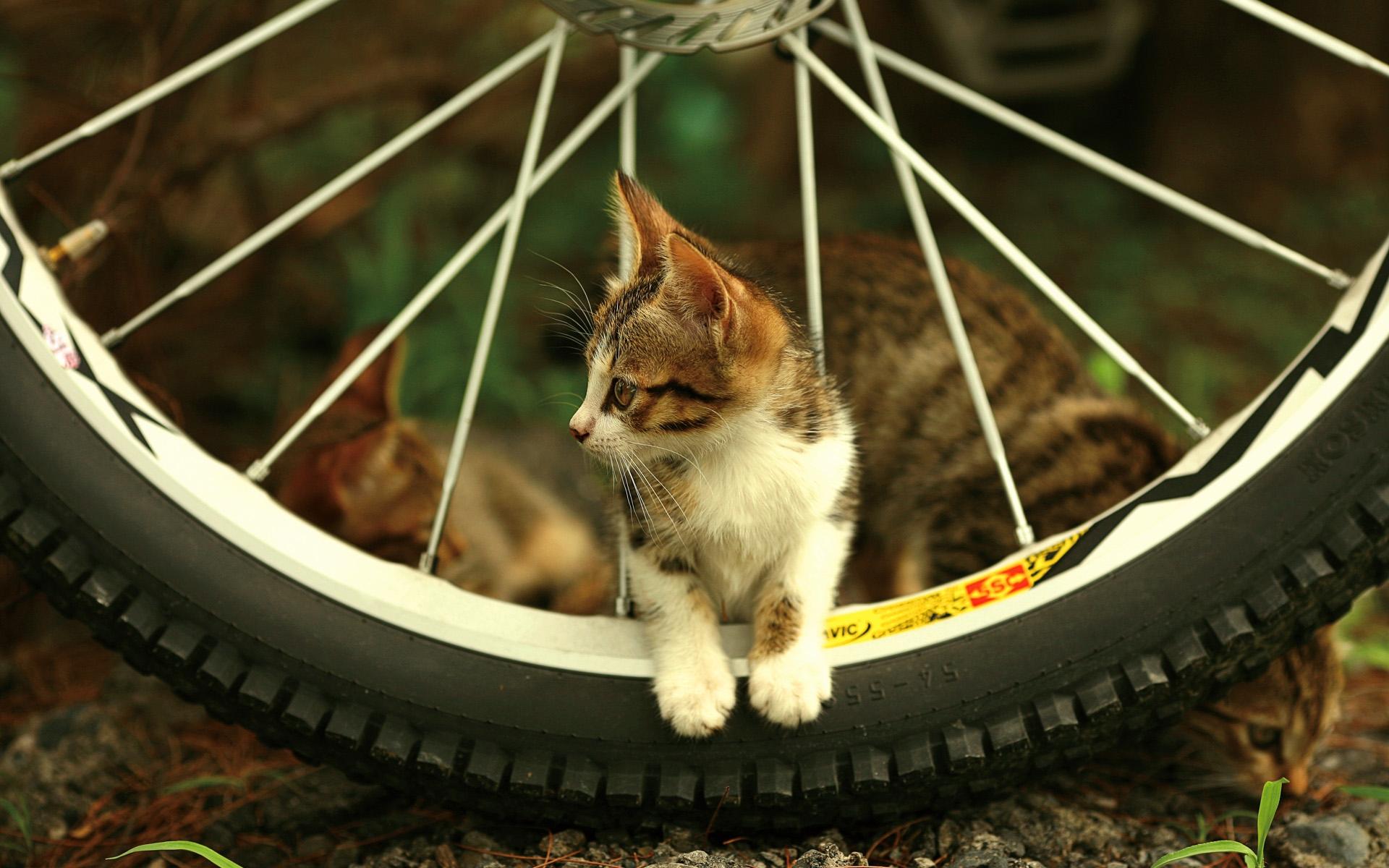 1920x1200 Beautiful and Cute Animal Wallpaper