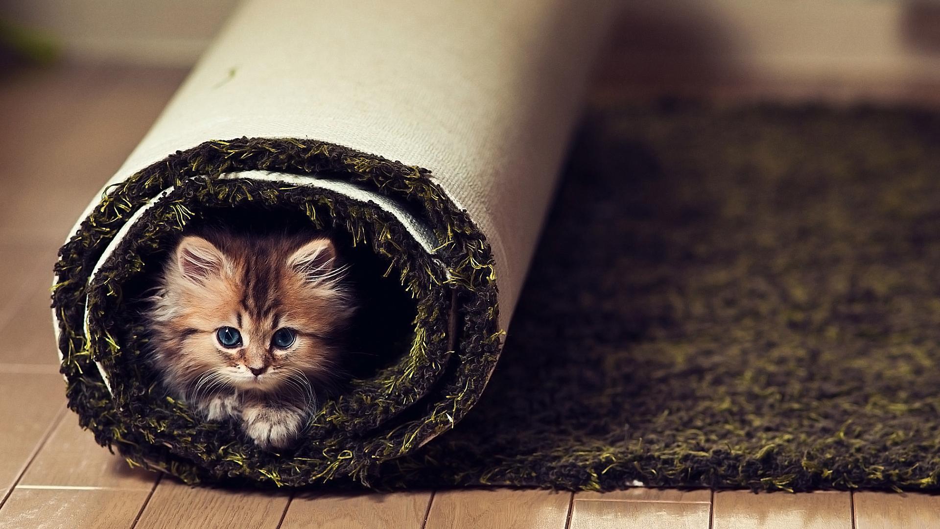 1920x1080 Cute Animals Wallpaper HD