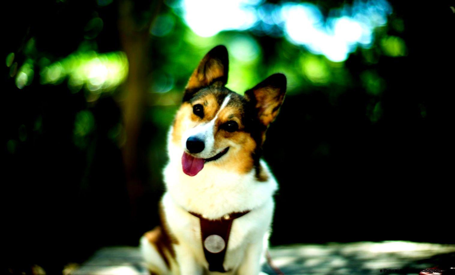 1516x917 Cute Animals Wallpaper Magic4Walls
