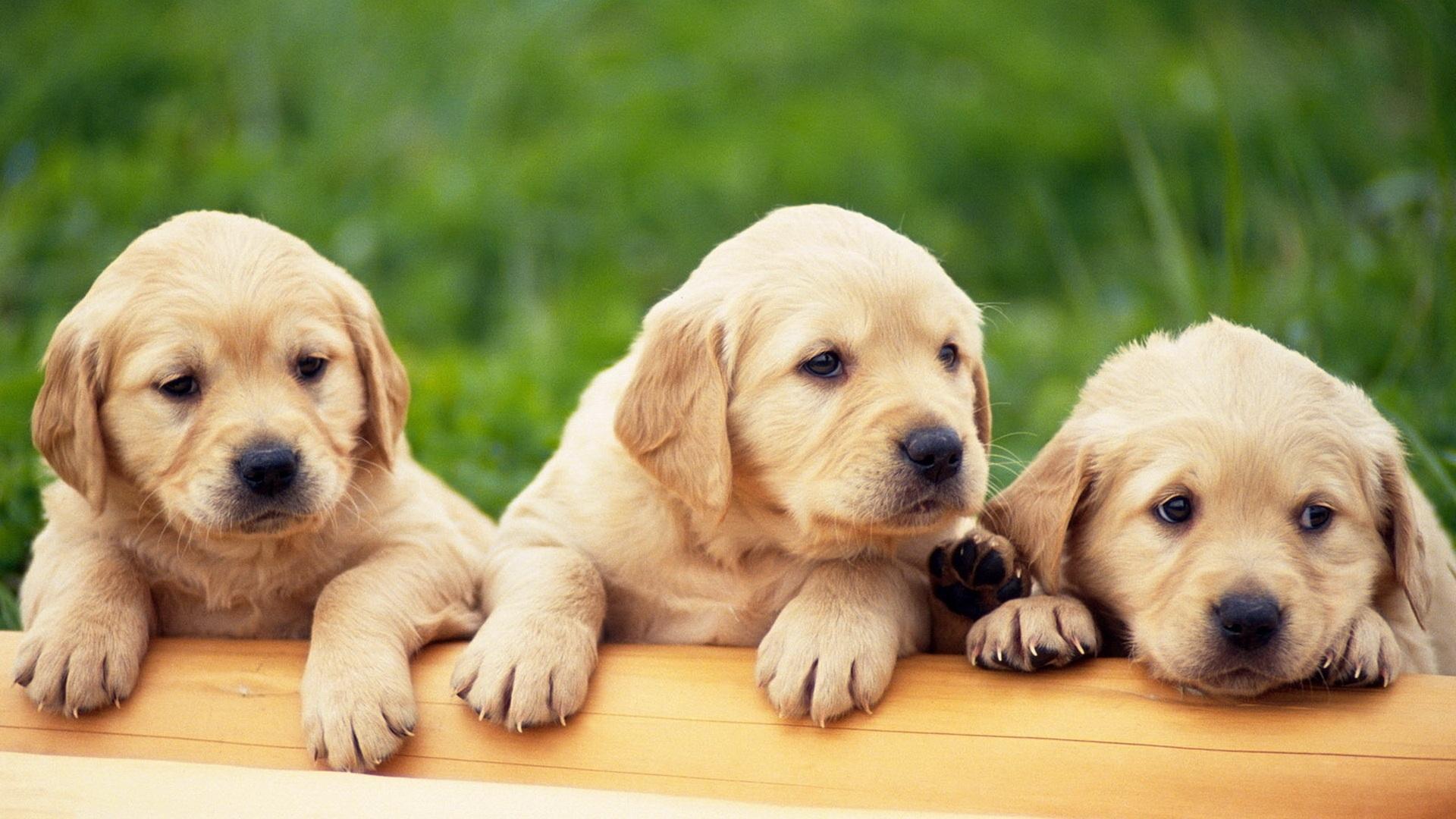 1920x1080 Cute Animal Wallpaper High Resolution HD Wallpaper, Background Image