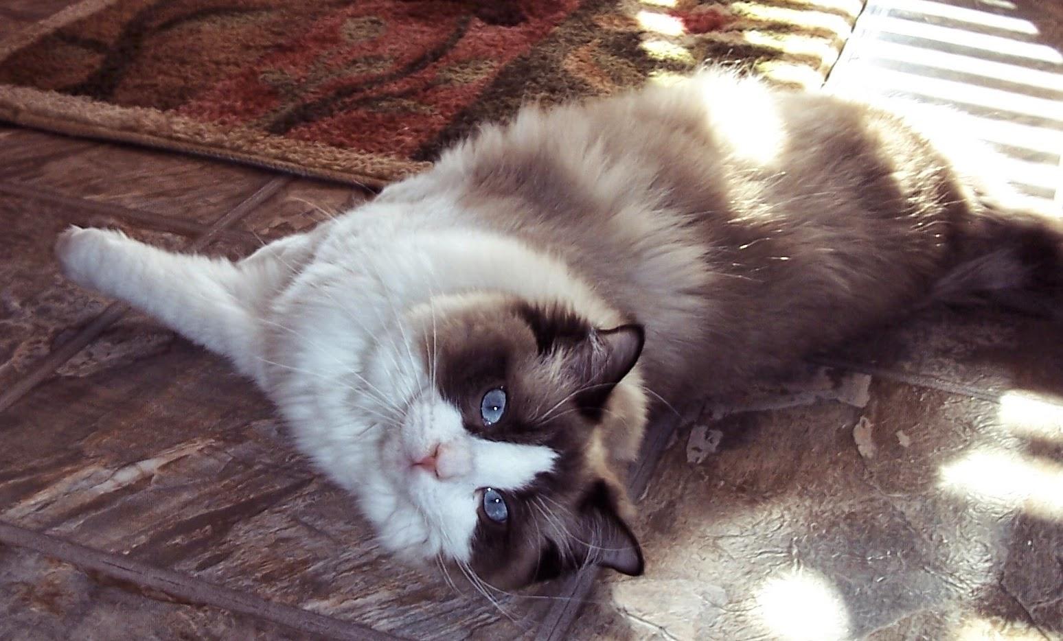 1548x934 Ragdol Cat Cute Animal Wallpaper, background, Free Download Image