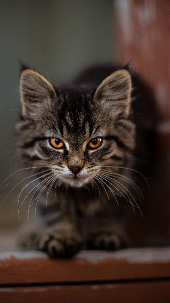 720x1280 Cute, kitten, adorable, stare, 720x1280 wallpaper. Animals