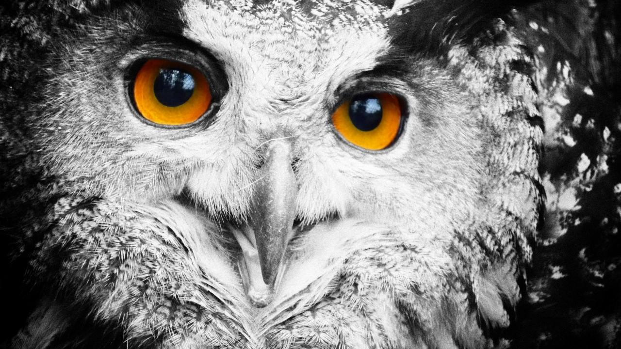 1280x720 Wallpaper Owl, cute animals, Animals