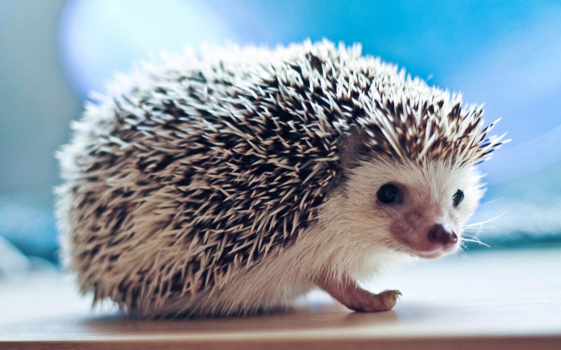 1920x1200 Free download Cute Hedgehog Small Animal Wallpaper HD Wallpaper [1920x1200] for your Desktop, Mobile & Tablet. Explore Cute Animal Wallpaper. Baby Animal Wallpaper, Cute Wallpaper For Desktop, Cute Kitten