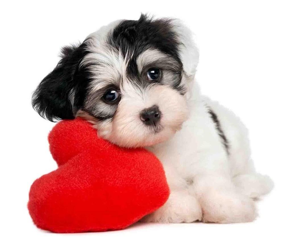 1024x883 Cute Animals Wallpaper Android Apps On Google Play Desktop Background