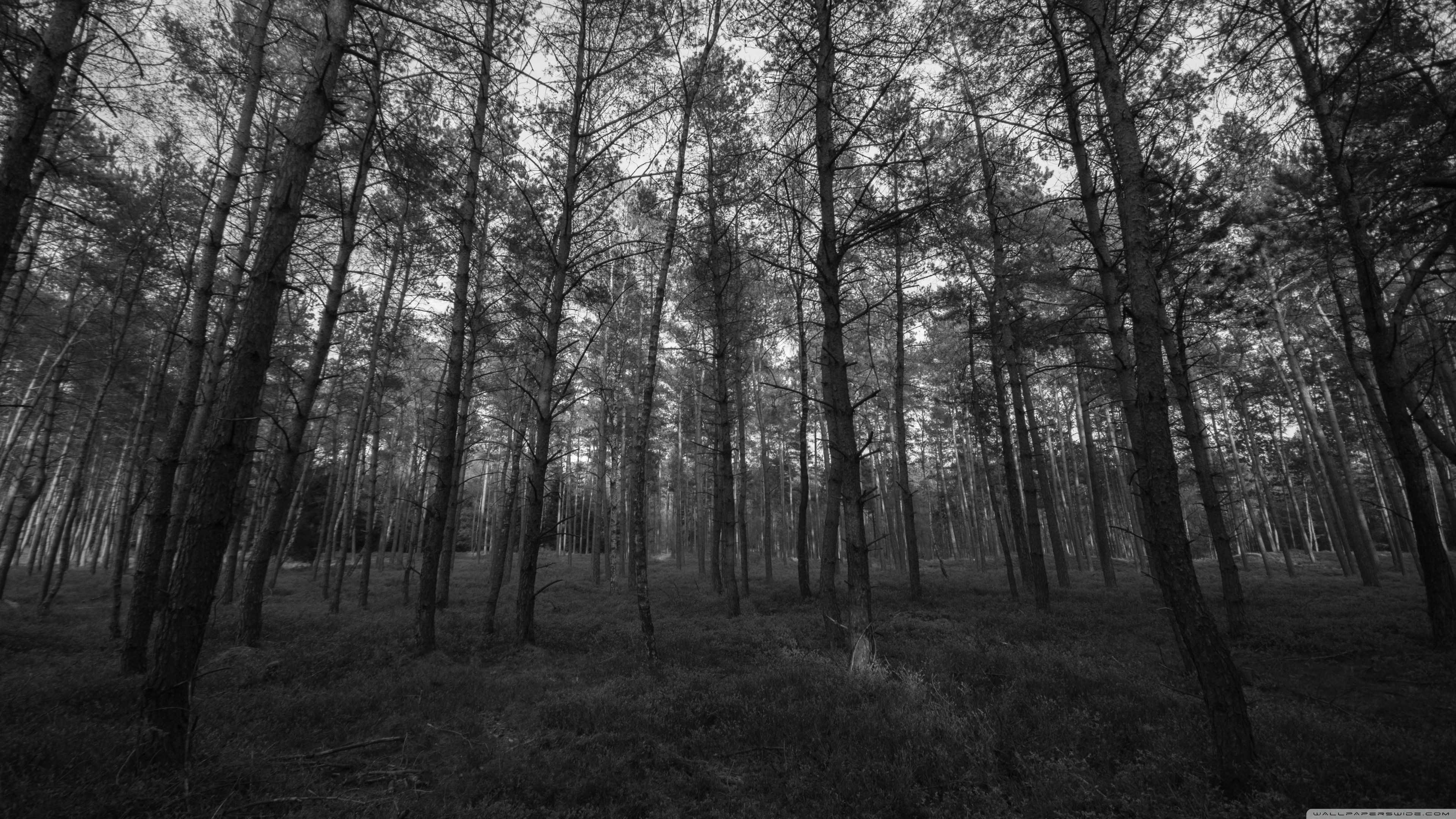 3840x2160 Black And White 4k PC Wallpaper