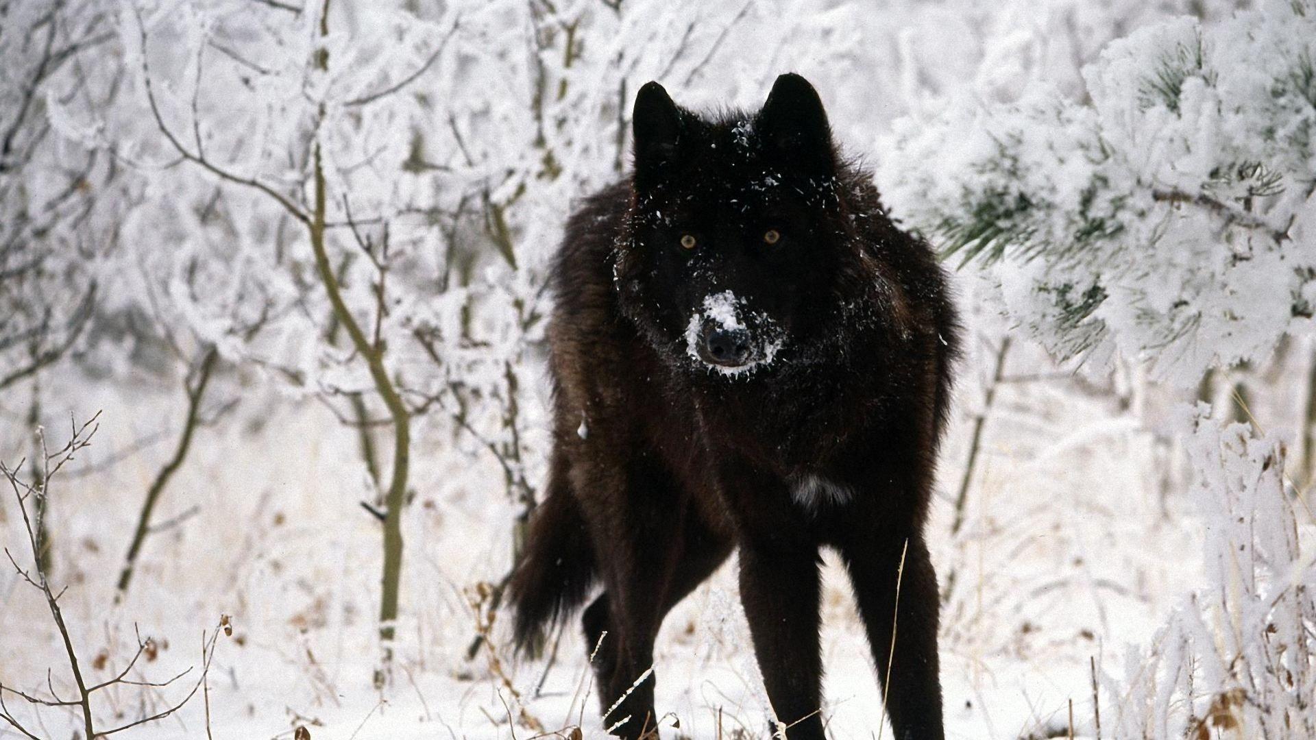 Lone Black Wolf Wallpapers Top Free Lone Black Wolf