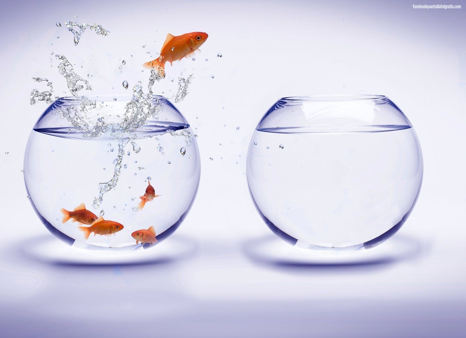 1600x1162 Free download Descargar imagen fish bowl background wallpaper fish bowl picture HD [1600x1162] for your Desktop, Mobile & Tablet. Explore Moving Fish Bowl Wallpaper. Fish Desktop Wallpaper Moving, Free