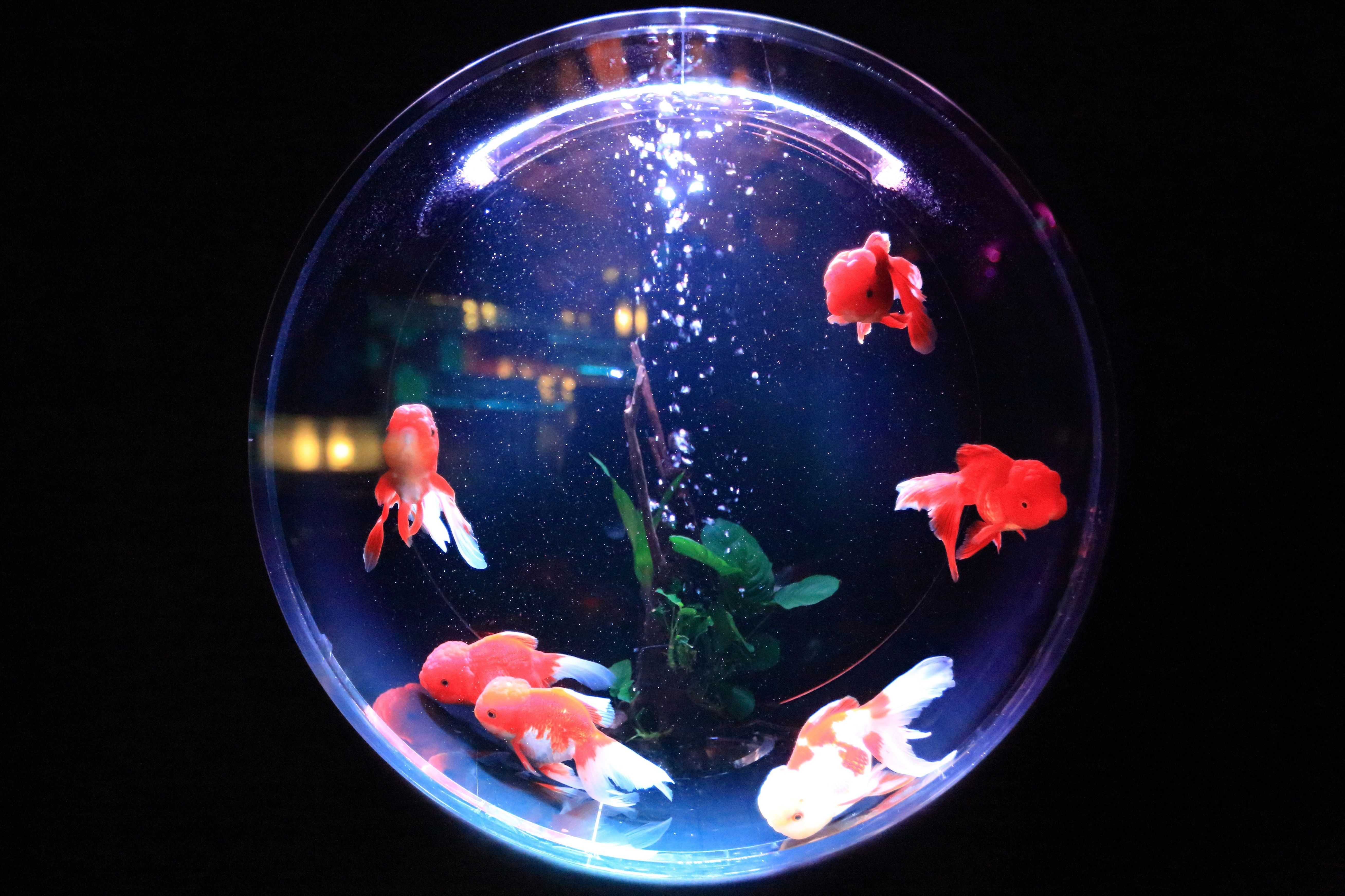 5232x3487 Fishbowl iPhone Wallpaper