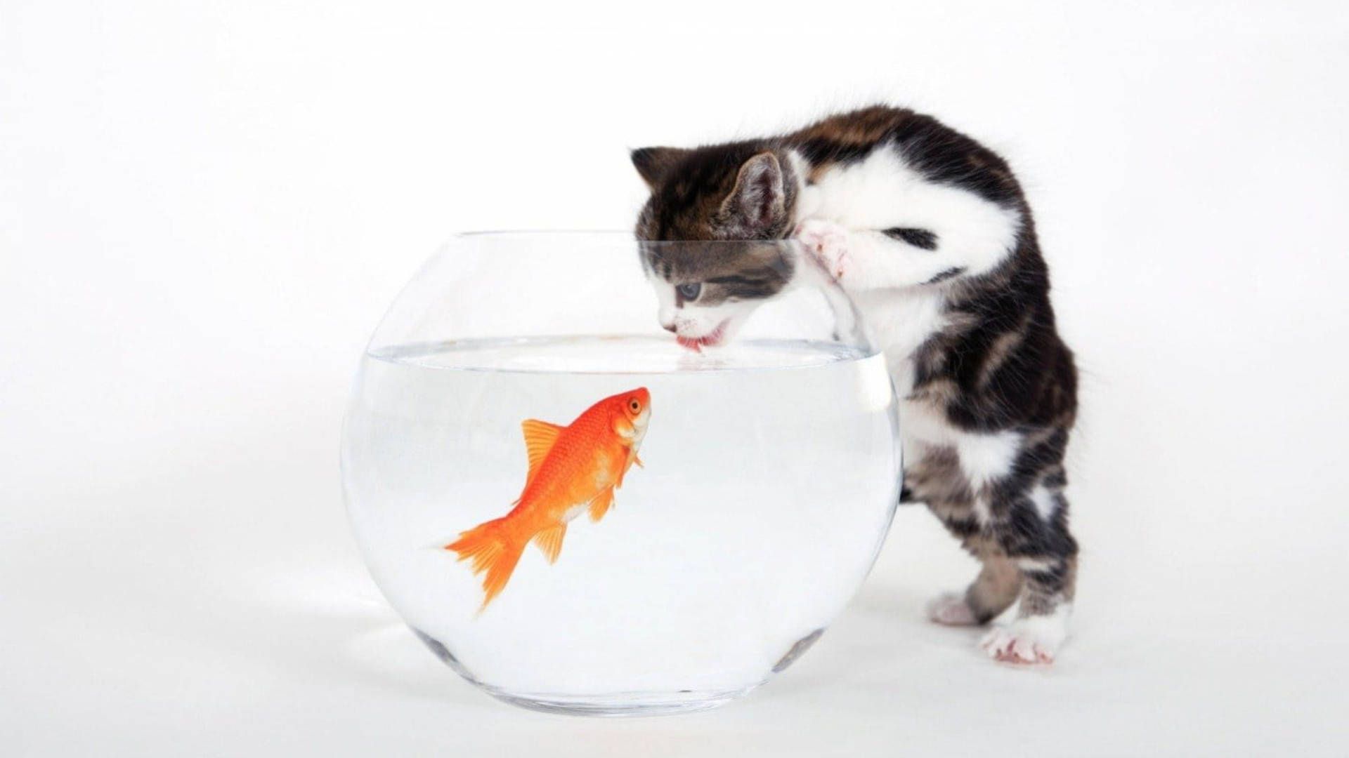 1920x1080 Download Cat Drinking Water From Fish Bowl Wallpaper