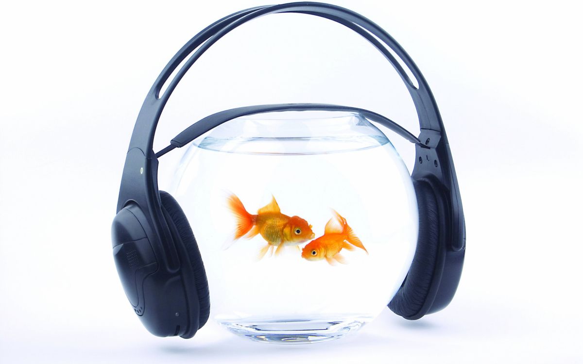 1200x750 Wallpaper Orange Fish in Clear Fish Bowl, Background Free Image