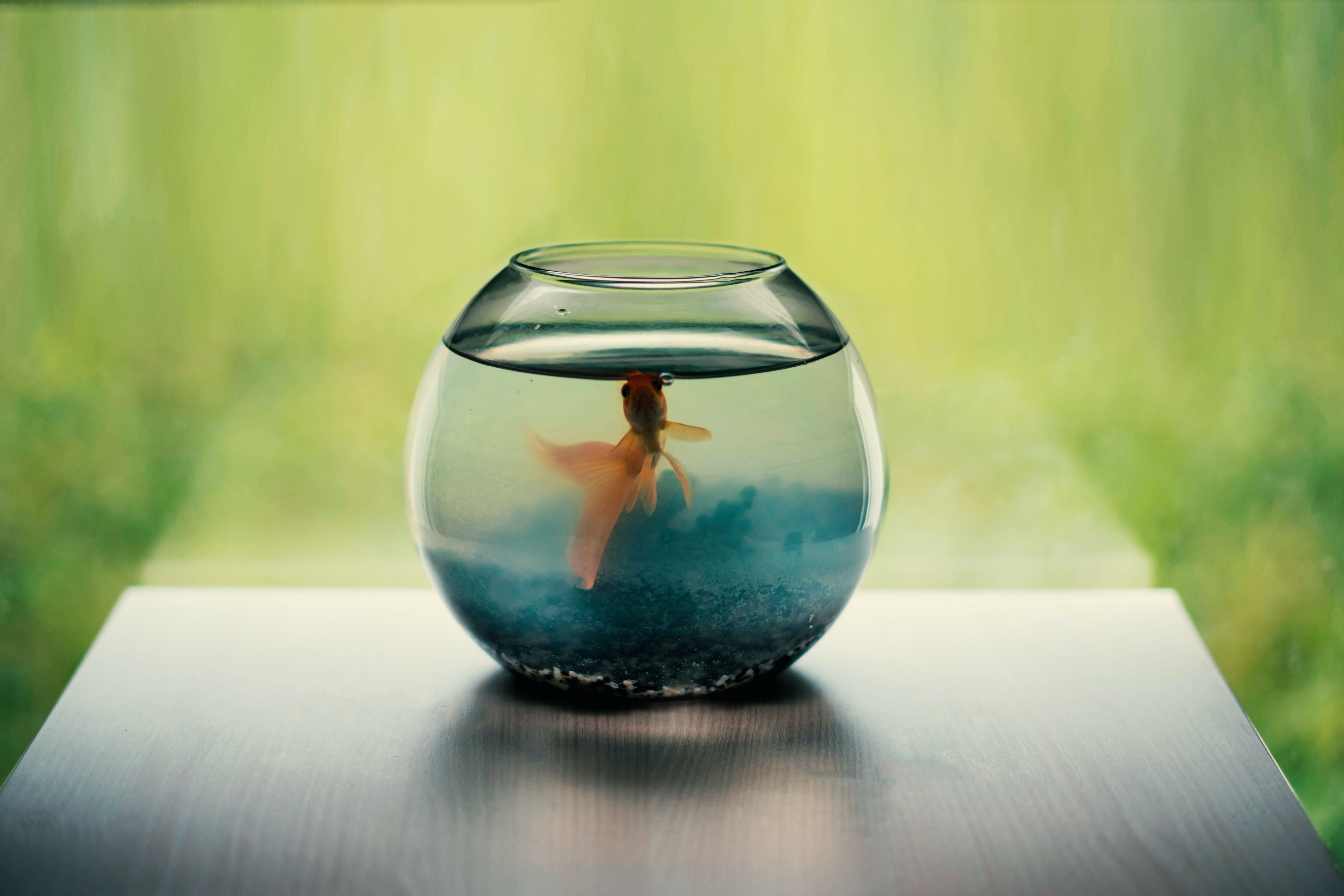 6240x4160 Person Holding Clear Glass Fish Bowl · Free