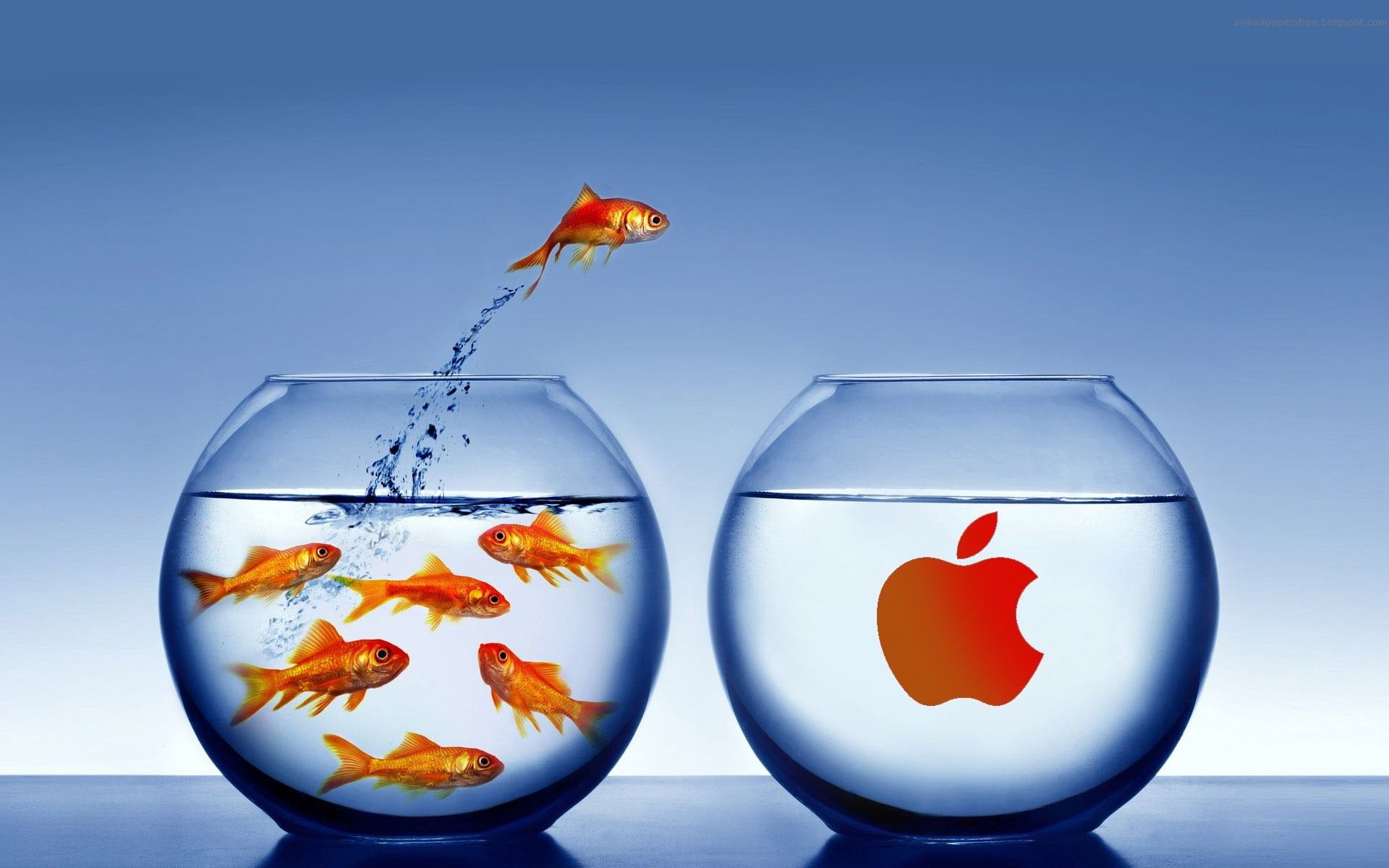 1920x1200 Wallpaper / wide, pair, grounp, fish, fish tank, desktop, glass, mac, apple, bowls, 3D and cg, tank, abstract, glas, clear, fun, water, widescreen, swim, fishing, 1080P free download