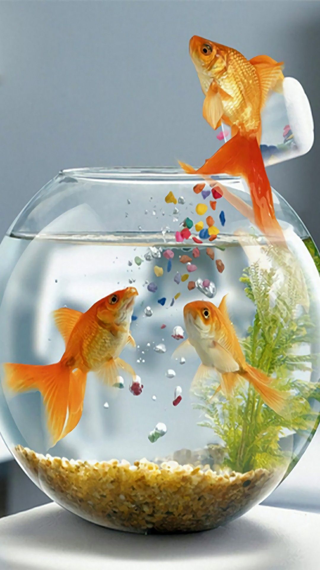 1080x1920 Wallpaper. Live fish wallpaper, Fish wallpaper, Goldfish