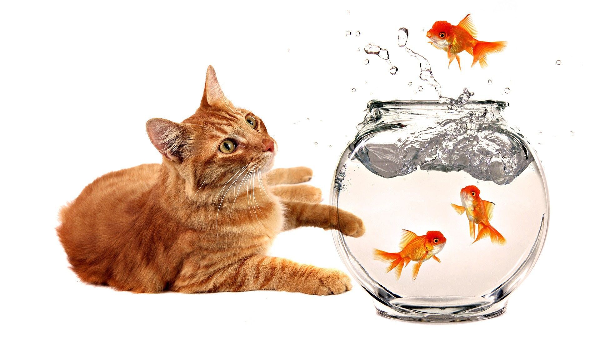 1920x1080 Free download Cats animals fish goldfish fish bowls wallpaper 1920x1080 232806 [1920x1080] for your Desktop, Mobile & Tablet. Explore Fish Wallpaper for Cats. Cats Wallpaper, Wallpaper for Cats, Cats Wallpaper for Desktop