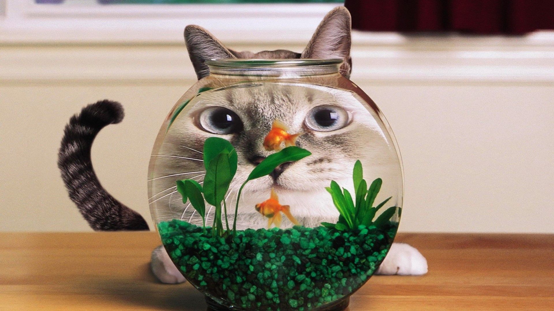 1920x1080 humor, cat, goldfish, aquarium, distortion Gallery HD Wallpaper