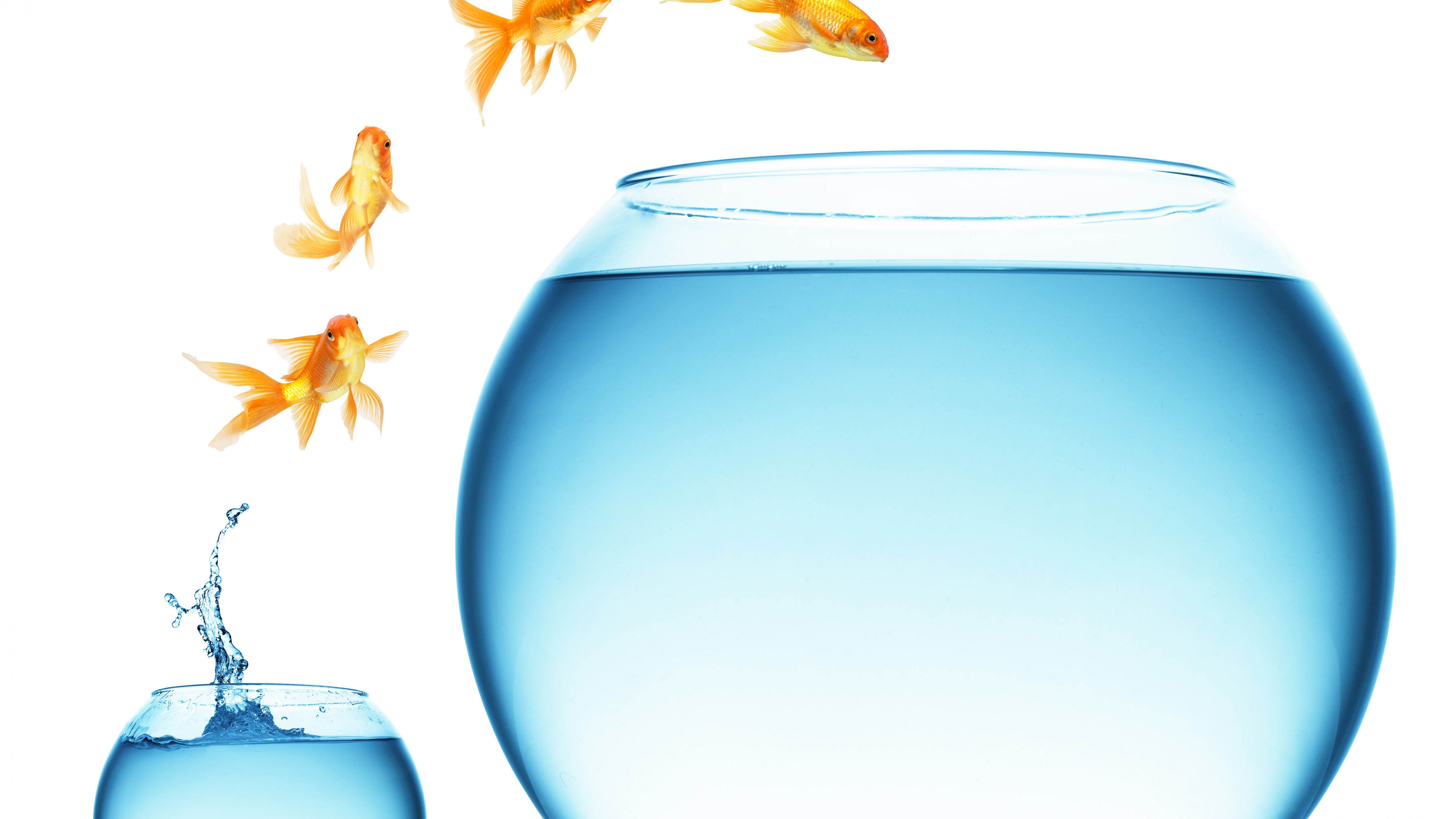 5120x2880 Wallpaper Clear Glass Fish Bowl With Yellow Leaves, Background Free Image