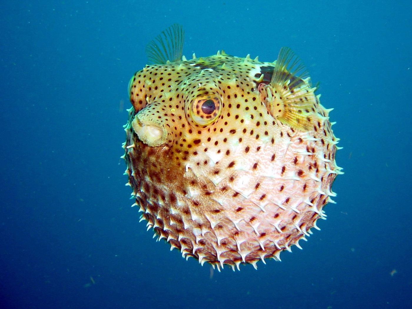 1400x1050 Download wallpaper 1400x1050 underwater, world, fish, bowl, bubbles, spikes standard 4:3 HD background