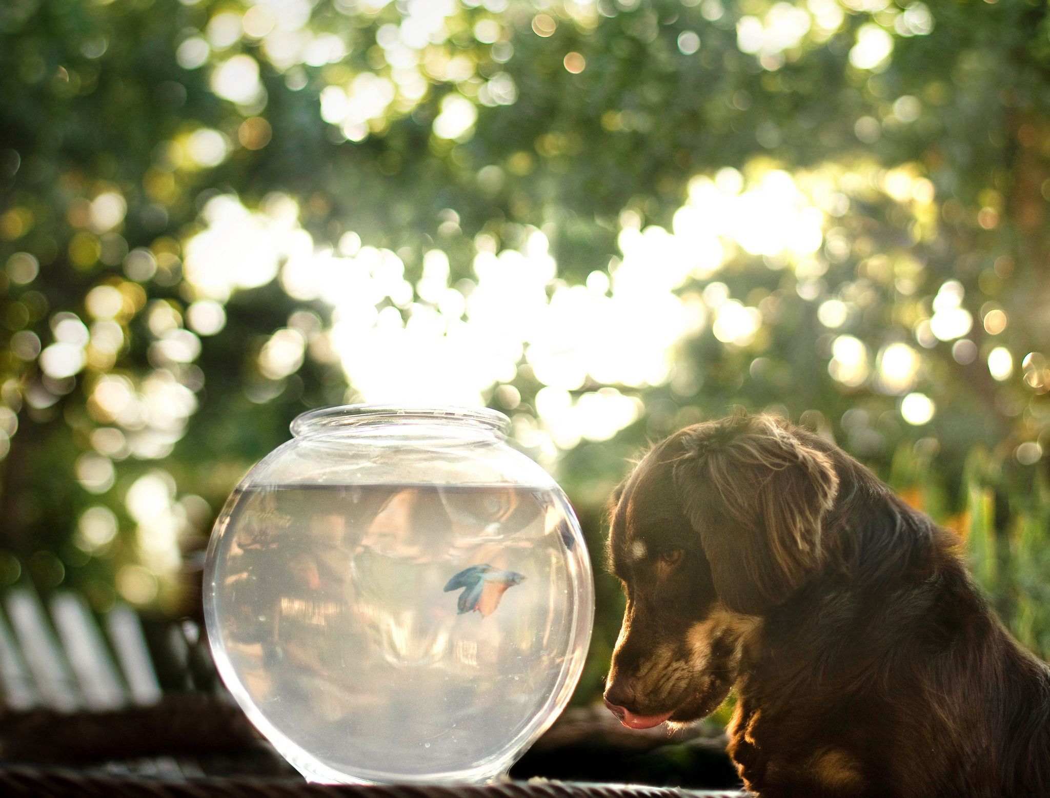 2048x1557 Download Fish Bowl wallpaper for mobile phone, free Fish Bowl HD picture