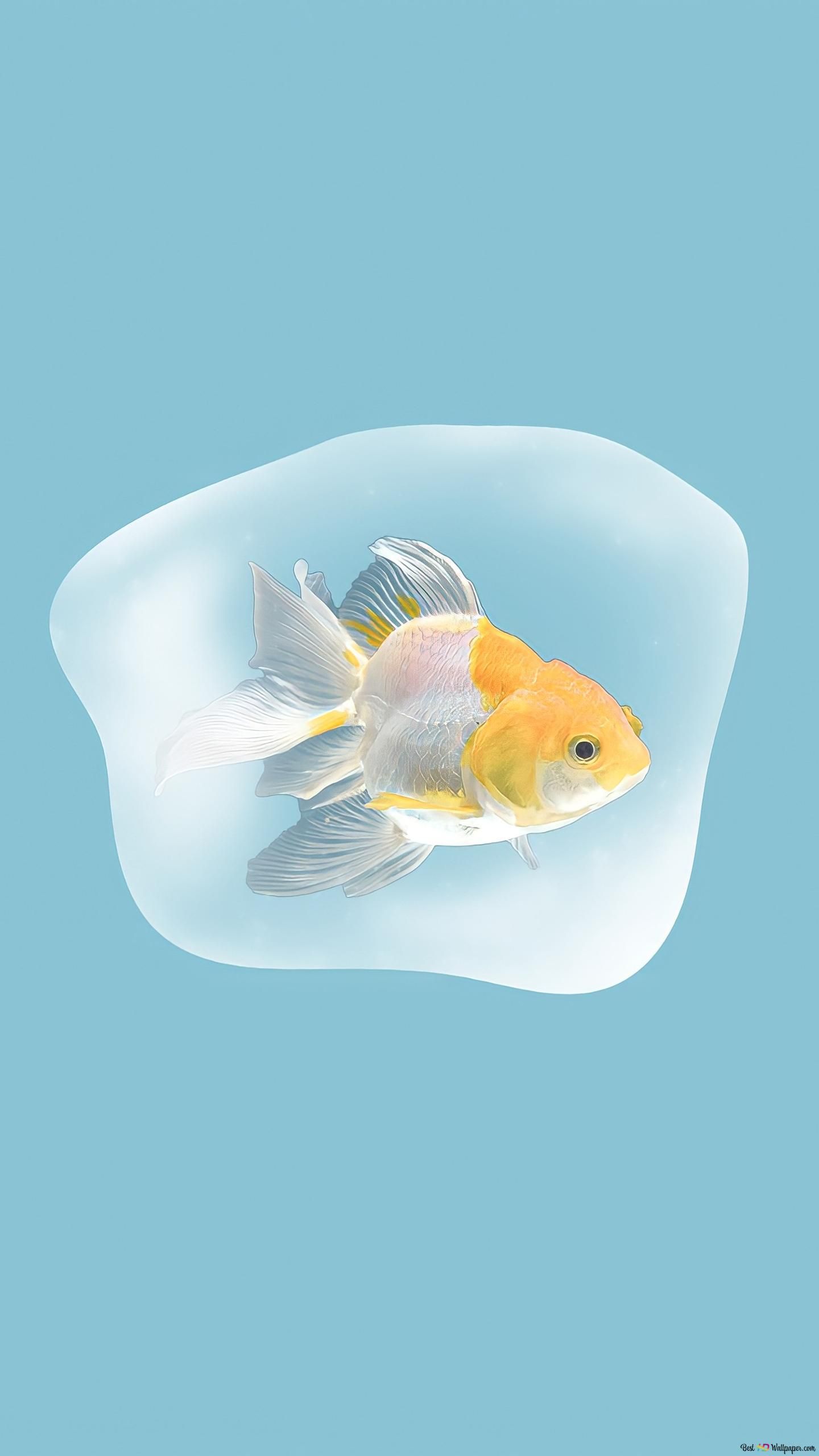 1440x2560 F fish goldfish 2K wallpaper download