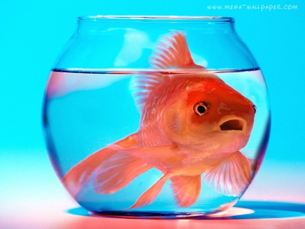 1024x768 I am getting too big for my bowl. Goldfish, Animals, Animal wallpaper