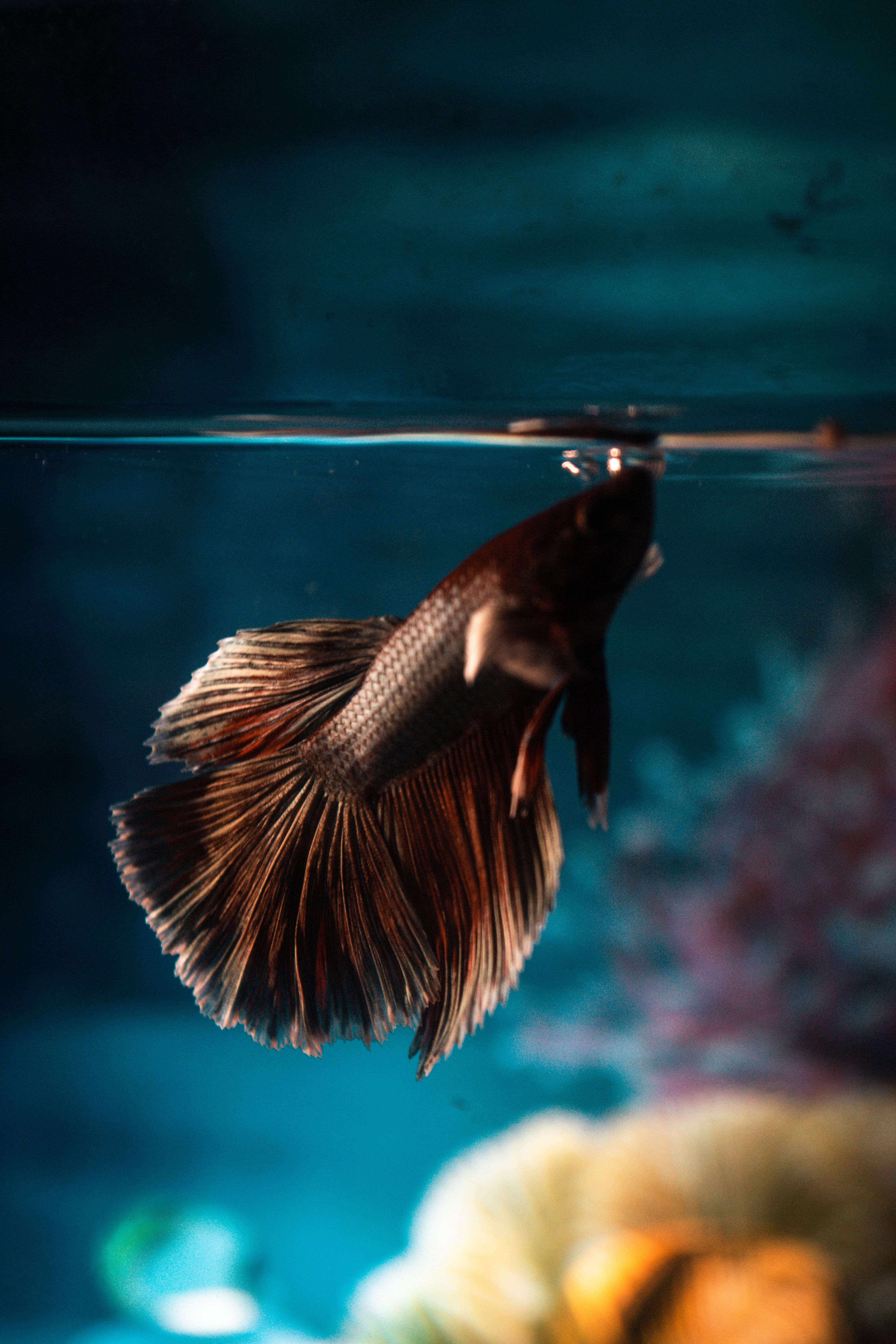 4000x6000 A Siamese Fighting Fish in a Fish Bowl · Free