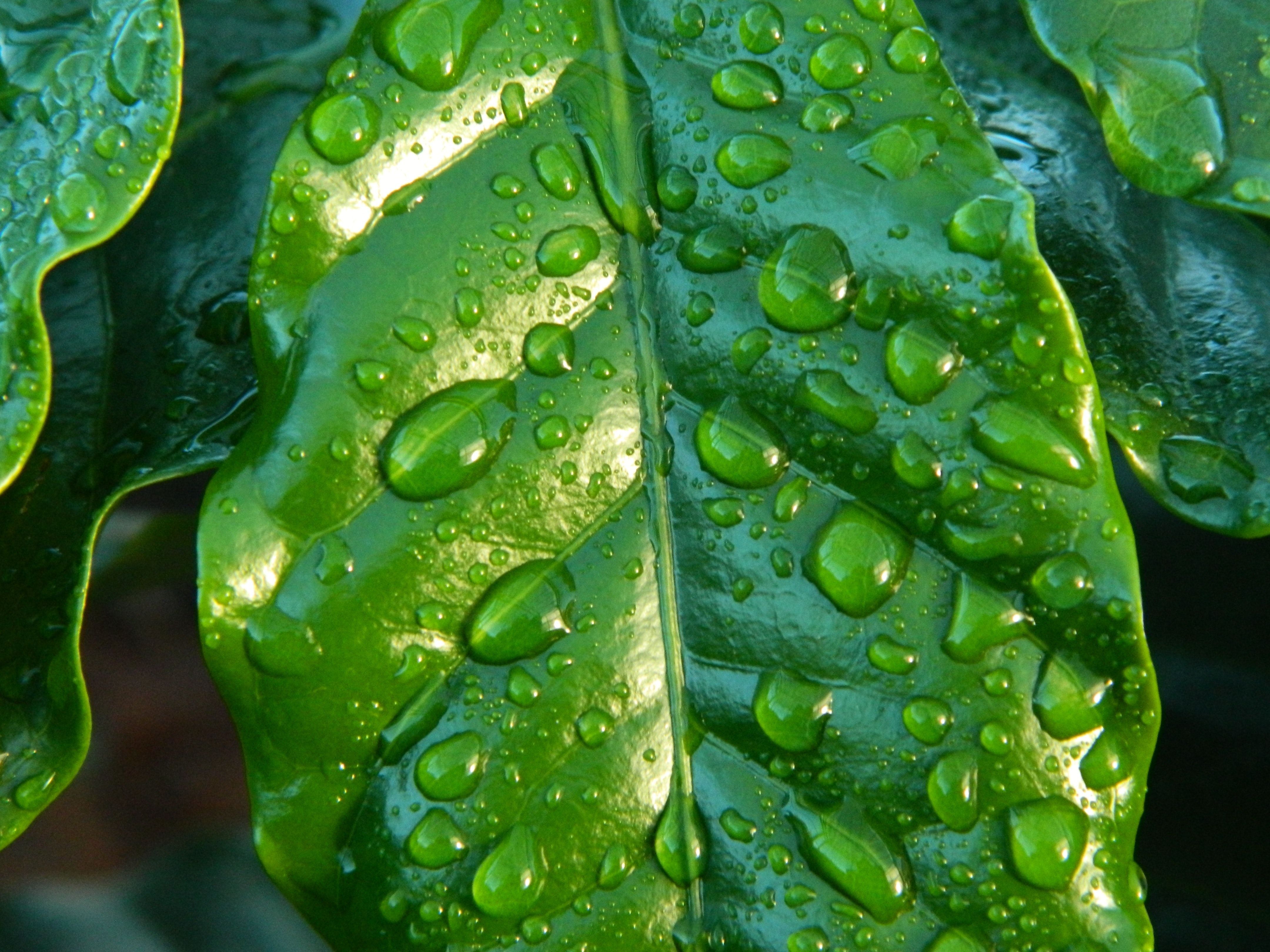 4320x3240 Clarity Photo, Download The BEST Free Clarity & HD Image
