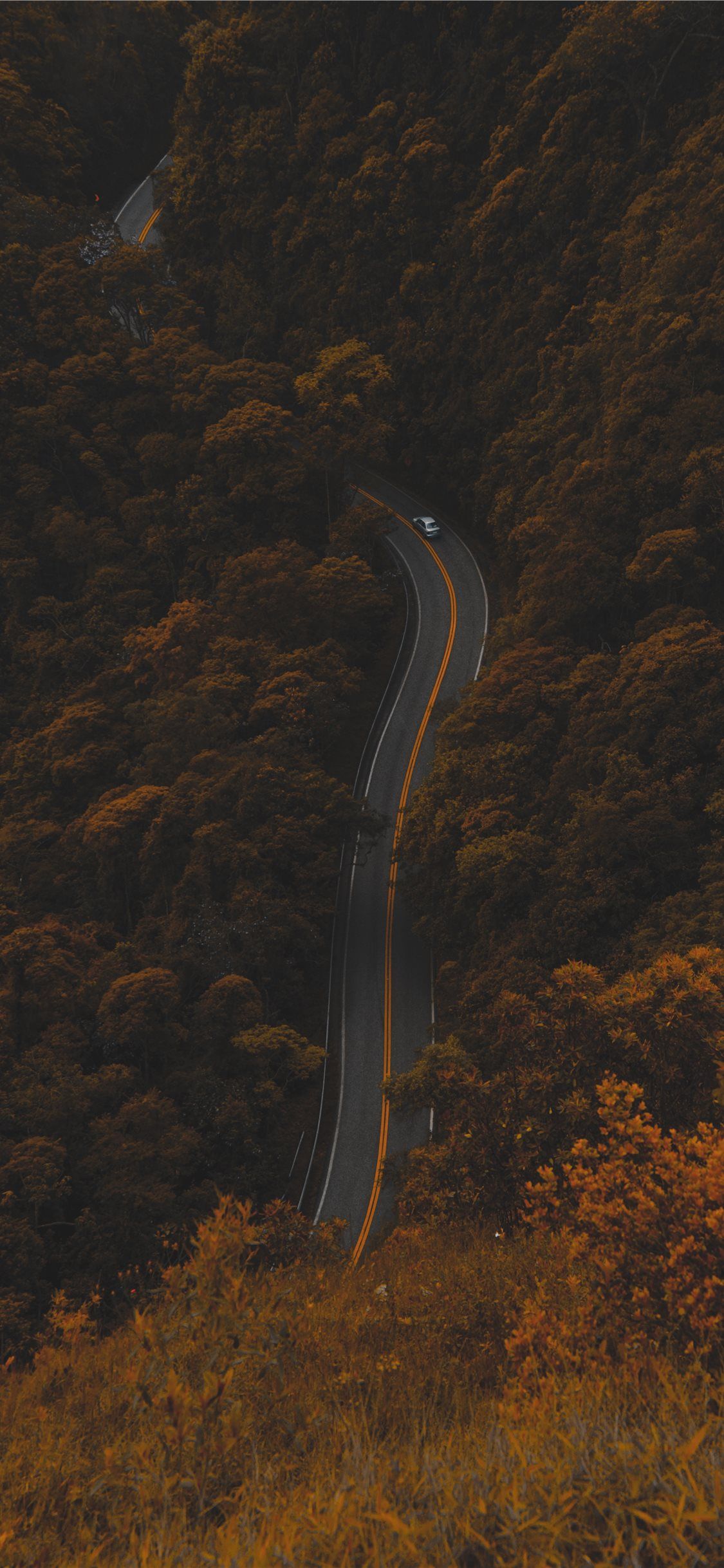 1125x2436 high angle photography of road between trees iPhone X Wallpaper Free Download