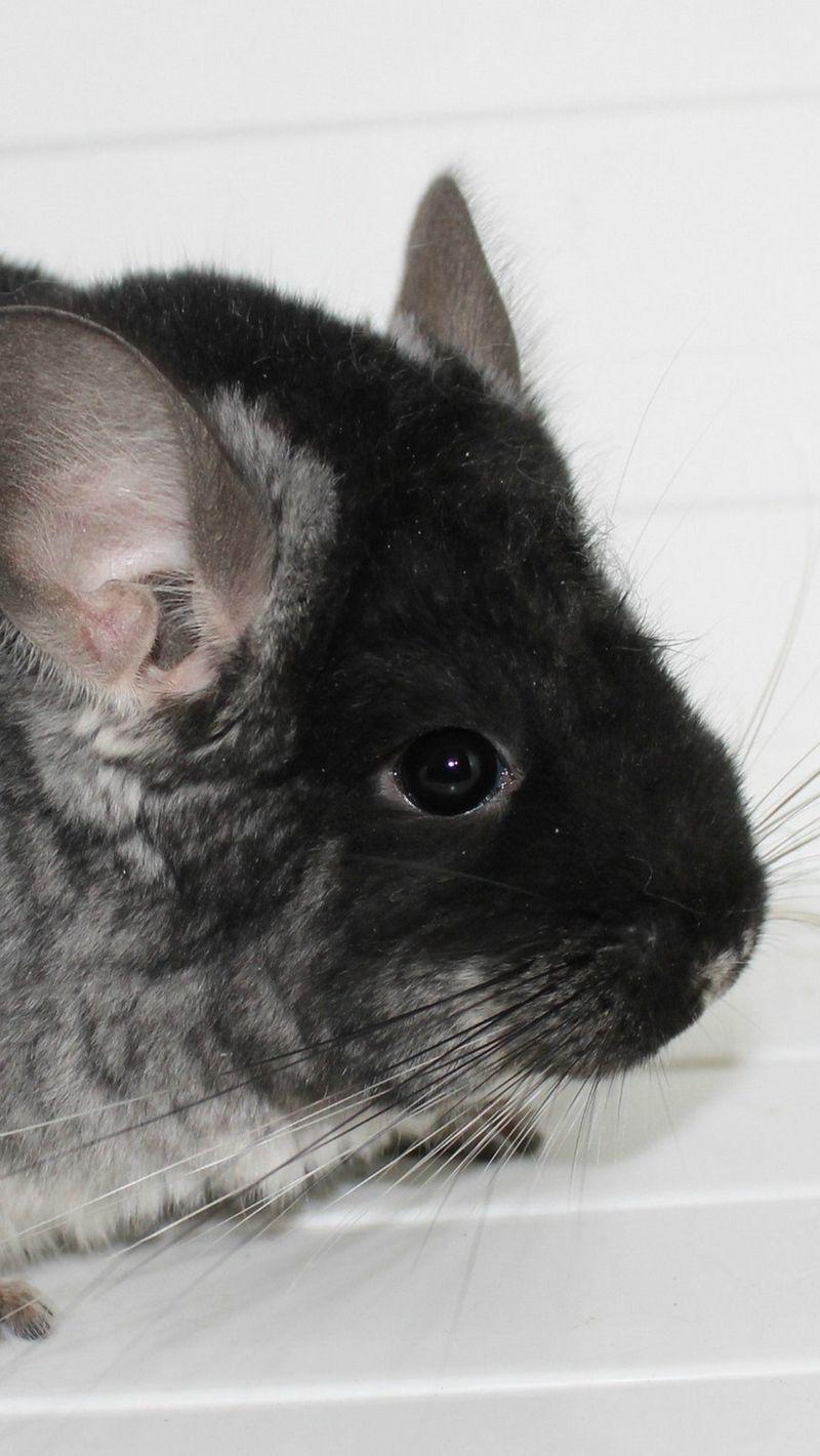 800x1420 Download wallpaper 800x1420 chinchilla, color, light, beautiful