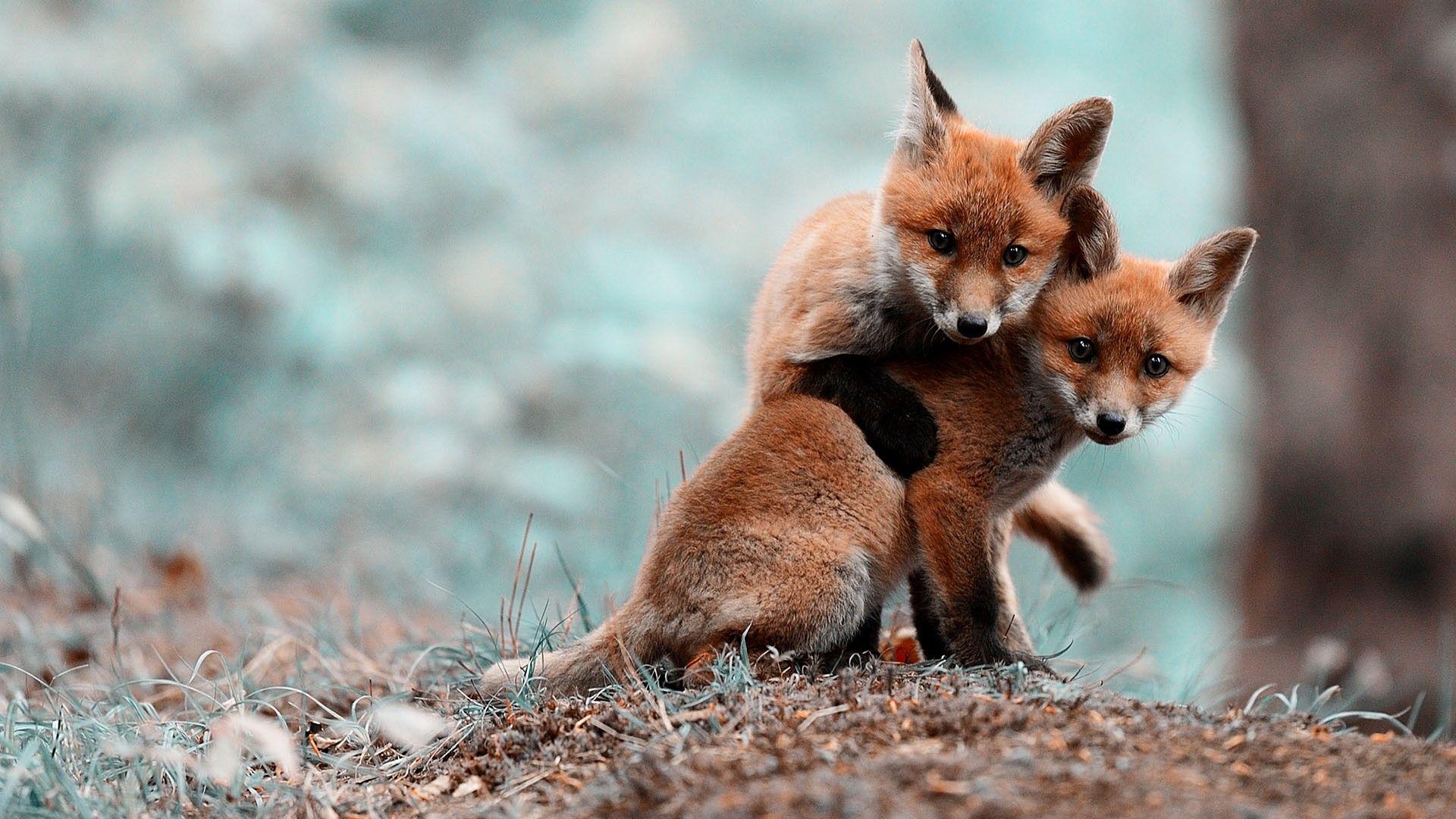 1920x1080 animals foxes /