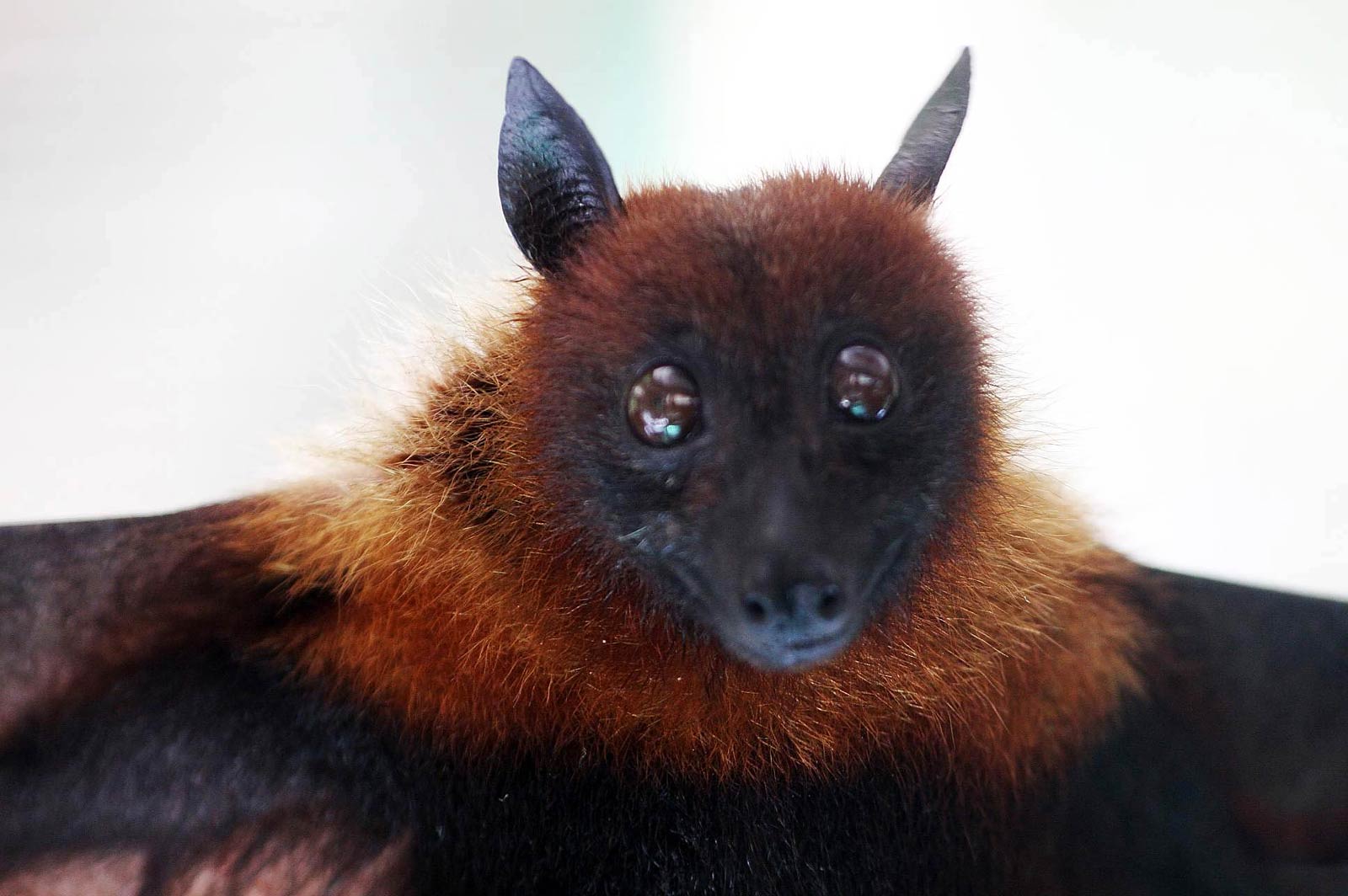 1600x1064 Free Flying Fox Wallpaper