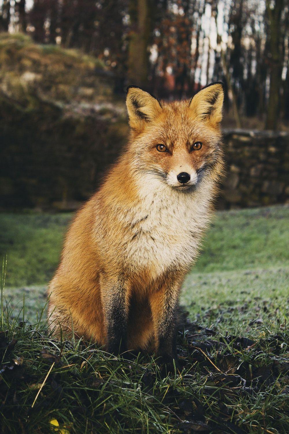 1000x1500 Fox Image. Download Free Picture